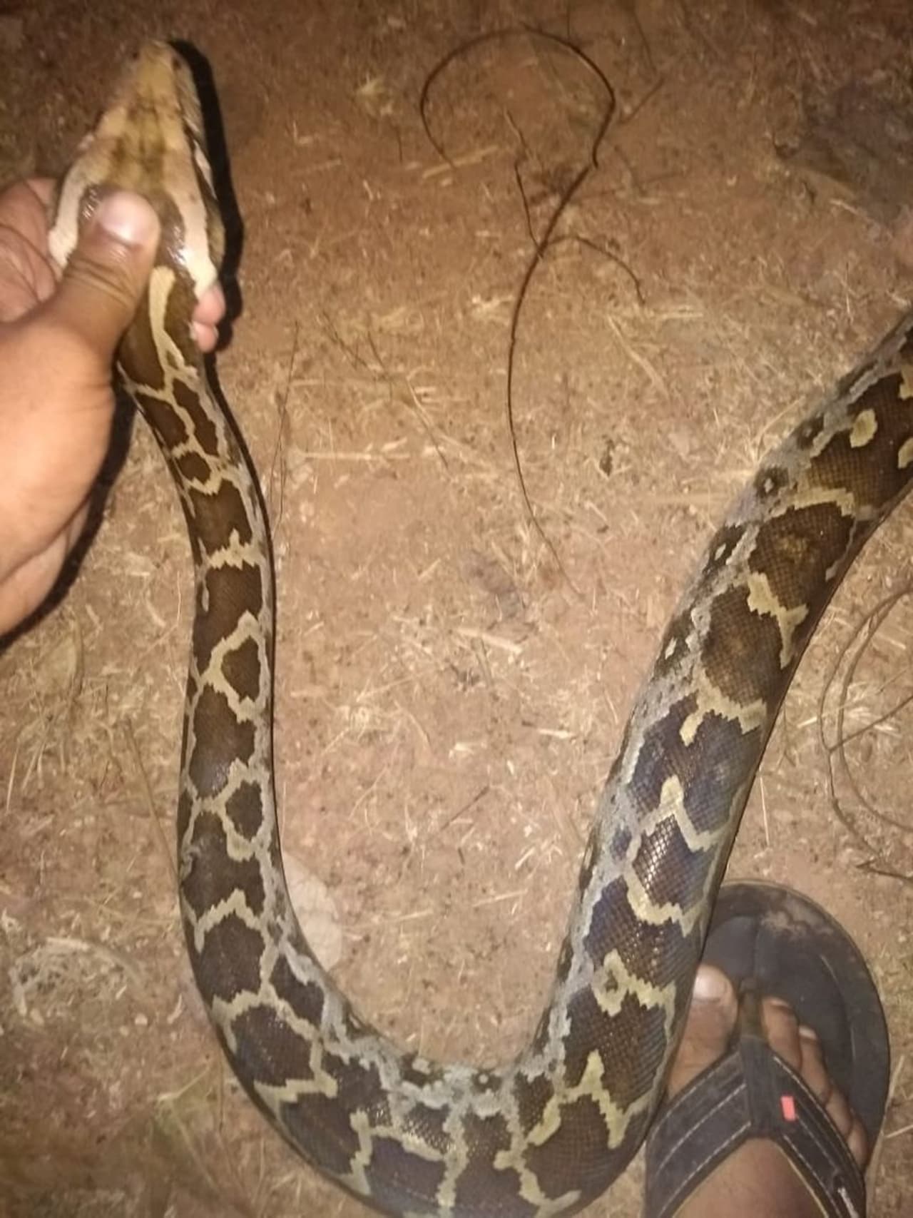 <p>ಮನೆಯಂಗಳದಲ್ಲಿ ಕಂಡು ಬಂದ 13 ಹೆಬ್ಬಾವು ಮರಿಗಳನ್ನು ಸುರಕ್ಷಿತವಾಗಿ ರಕ್ಷಣೆ ಮಾಡಿ ಕಾಡಿಗೆ ಬಿದ್ದು ಮಾನವೀಯತೆ ಮೆರೆದಿದ್ದಾರೆ ಪುತ್ತೂರು ಸಾಮೆತ್ತಡ್ಕ ನಿವಾಸಿ ಸರೀಸೃಪ ಪ್ರೇಮಿ ಸ್ನೇಕ್ ಫಾಯಿಝ್.</p> <p>ಮನೆಯಂಗಳದಲ್ಲಿ ಕಂಡು ಬಂದ 13 ಹೆಬ್ಬಾವು ಮರಿಗಳನ್ನು ಸುರಕ್ಷಿತವಾಗಿ ರಕ್ಷಣೆ ಮಾಡಿ ಕಾಡಿಗೆ ಬಿದ್ದು ಮಾನವೀಯತೆ ಮೆರೆದಿದ್ದಾರೆ ಪುತ್ತೂರು ಸಾಮೆತ್ತಡ್ಕ ನಿವಾಸಿ ಸರೀಸೃಪ ಪ್ರೇಮಿ ಸ್ನೇಕ್ ಫಾಯಿಝ್.</p>