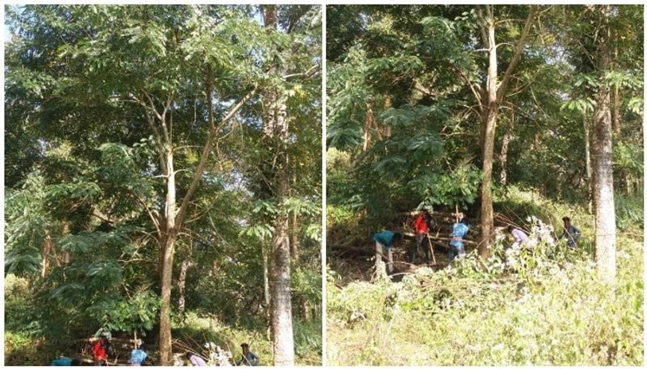 <p>സാമൂഹിക വനവത്കരണ പദ്ധതിയുടെ ഭാഗമായി വയനാട്ടില് വളര്ത്തിയ സെന്ന (സെന്ന സ്പെക്റ്റബിലൈസ്) അടക്കമുള്ള അധിനിവേശ സസ്യങ്ങളെ ഒടുവില് സര്ക്കാര് തന്നെ പിഴുതുമാറ്റുന്നു. അധിനിവേശ സസ്യ നിര്മാര്ജ്ജന പദ്ധതിയുടെ ഭാഗമായി വിദേശ സസ്യങ്ങള് പിഴുത്മാറ്റി പ്രദേശിക സ്വാഭാവിക വൃക്ഷങ്ങള് വച്ചുപിടിപ്പിക്കാനാണ് സര്ക്കാര് തീരുമാനം. </p> <p>സാമൂഹിക വനവത്കരണ പദ്ധതിയുടെ ഭാഗമായി വയനാട്ടില് വളര്ത്തിയ സെന്ന (സെന്ന സ്പെക്റ്റബിലൈസ്) അടക്കമുള്ള അധിനിവേശ സസ്യങ്ങളെ ഒടുവില് സര്ക്കാര് തന്നെ പിഴുതുമാറ്റുന്നു. അധിനിവേശ സസ്യ നിര്മാര്ജ്ജന പദ്ധതിയുടെ ഭാഗമായി വിദേശ സസ്യങ്ങള് പിഴുത്മാറ്റി പ്രദേശിക സ്വാഭാവിക വൃക്ഷങ്ങള് വച്ചുപിടിപ്പിക്കാനാണ് സര്ക്കാര് തീരുമാനം. </p>