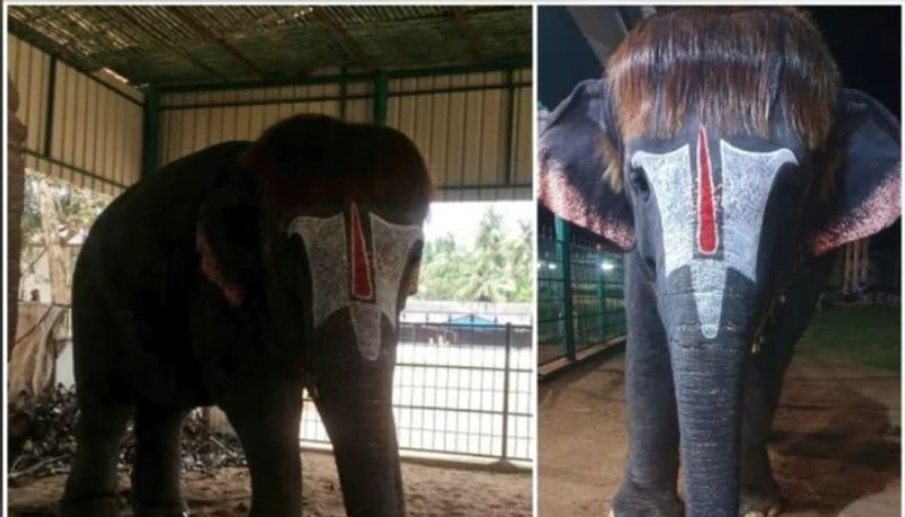 <p>ಬಾಬ್ಕಟ್ ಎಂಬುದು ಹುಡುಗಿಯರ ಅಚ್ಚುಮೆಚ್ಚಿನ ಹೇರ್ಸ್ಟೈಲ್ ಪೈಕಿ ಒಂದು. ಆದರೆ, ಆನೆ ಎಂದಾದರೂ ಬಾಬ್ ಕಟ್ ಮಾಡಿಸಿಕೊಂಡಿದ್ದನ್ನು ನೋಡಿದ್ದೀರಾ?</p> <p>ಬಾಬ್ಕಟ್ ಎಂಬುದು ಹುಡುಗಿಯರ ಅಚ್ಚುಮೆಚ್ಚಿನ ಹೇರ್ಸ್ಟೈಲ್ ಪೈಕಿ ಒಂದು. ಆದರೆ, ಆನೆ ಎಂದಾದರೂ ಬಾಬ್ ಕಟ್ ಮಾಡಿಸಿಕೊಂಡಿದ್ದನ್ನು ನೋಡಿದ್ದೀರಾ?</p>