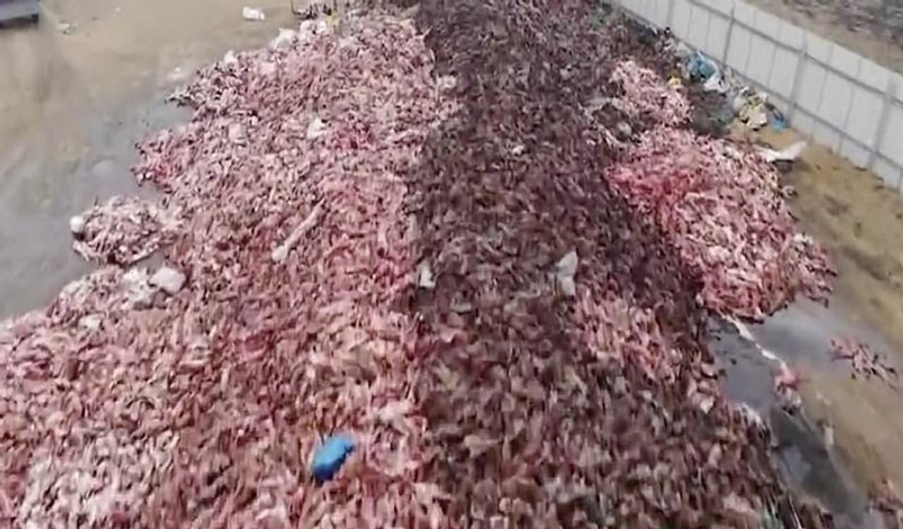 <p>ಸದ್ಯ ವೈರಲ್ ಆದ ದೃಶ್ಯಗಳಲ್ಲಿ ಸತ್ತು ಬಿದ್ದ ಸಾವಿರಾರು ನರಿಗಳು ಇವೆ. ಇವುಗಳನ್ನು ಚರ್ಮಕ್ಕಾಗಿ ಸಾಯಿಸಲಾಗಿದೆ. ಹ್ಯೂಮನ್ ಸೊಸೈಟಿ ಇಂಟರ್ ನ್ಯಾಷನಲ್ ಇದರ ಸೀಕ್ರೆಟ್ ವಿಡಿಯೋ ರೆಕಾರ್ಡ್ ಮಾಡಿದೆ.</p> <p>ಸದ್ಯ ವೈರಲ್ ಆದ ದೃಶ್ಯಗಳಲ್ಲಿ ಸತ್ತು ಬಿದ್ದ ಸಾವಿರಾರು ನರಿಗಳು ಇವೆ. ಇವುಗಳನ್ನು ಚರ್ಮಕ್ಕಾಗಿ ಸಾಯಿಸಲಾಗಿದೆ. ಹ್ಯೂಮನ್ ಸೊಸೈಟಿ ಇಂಟರ್ ನ್ಯಾಷನಲ್ ಇದರ ಸೀಕ್ರೆಟ್ ವಿಡಿಯೋ ರೆಕಾರ್ಡ್ ಮಾಡಿದೆ.</p>