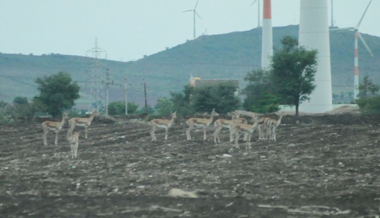 <p>ಜಿಲ್ಲೆಯ ರೈತರಿಗೆ ಕಳೆದ ಒಂದು ದಶಕದಿಂದ ಜಿಂಕೆಗಳ ಹಾವಳಿ ಎನ್ನುವುದು ನುಂಗಲಾರದ ತುತ್ತು. ಬಿತ್ತನೆಯಾಗಿರುವ ಬೆಳೆಗಳನ್ನು ಉಳಿಸಿಕೊಳ್ಳುವುದು ಕಷ್ಟ. ಜಿಂಕೆಗಳು ವನ್ಯ ಜೀವಿಗಳಾಗಿರುವ ಹಿನ್ನೆಲೆಯಲ್ಲಿ ಅವುಗಳಿಗೆ ಏನೂ ಮಾಡುವಂತಿಲ್ಲ, ಅರಣ್ಯ ಇಲಾಖೆಗೆ ಹಲವಾರು ಬಾರಿ ಮನವಿ ಕೊಟ್ಟರೂ ಅಲ್ಲಿಂದ ಸೂಕ್ತ ಸ್ಪಂದನೆ, ಜಿಂಕೆಗಳ ಹಾವಳಿಯಿಂದಾದ ಬೆಳೆಹಾನಿಗೆ ಪರಿಹಾರ ಸಿಗದೇ ರೈತರು ಕಂಗಾಲಾಗಿ ಹೋಗಿದ್ದಾರೆ.</p> <p>ಜಿಲ್ಲೆಯ ರೈತರಿಗೆ ಕಳೆದ ಒಂದು ದಶಕದಿಂದ ಜಿಂಕೆಗಳ ಹಾವಳಿ ಎನ್ನುವುದು ನುಂಗಲಾರದ ತುತ್ತು. ಬಿತ್ತನೆಯಾಗಿರುವ ಬೆಳೆಗಳನ್ನು ಉಳಿಸಿಕೊಳ್ಳುವುದು ಕಷ್ಟ. ಜಿಂಕೆಗಳು ವನ್ಯ ಜೀವಿಗಳಾಗಿರುವ ಹಿನ್ನೆಲೆಯಲ್ಲಿ ಅವುಗಳಿಗೆ ಏನೂ ಮಾಡುವಂತಿಲ್ಲ, ಅರಣ್ಯ ಇಲಾಖೆಗೆ ಹಲವಾರು ಬಾರಿ ಮನವಿ ಕೊಟ್ಟರೂ ಅಲ್ಲಿಂದ ಸೂಕ್ತ ಸ್ಪಂದನೆ, ಜಿಂಕೆಗಳ ಹಾವಳಿಯಿಂದಾದ ಬೆಳೆಹಾನಿಗೆ ಪರಿಹಾರ ಸಿಗದೇ ರೈತರು ಕಂಗಾಲಾಗಿ ಹೋಗಿದ್ದಾರೆ.</p>