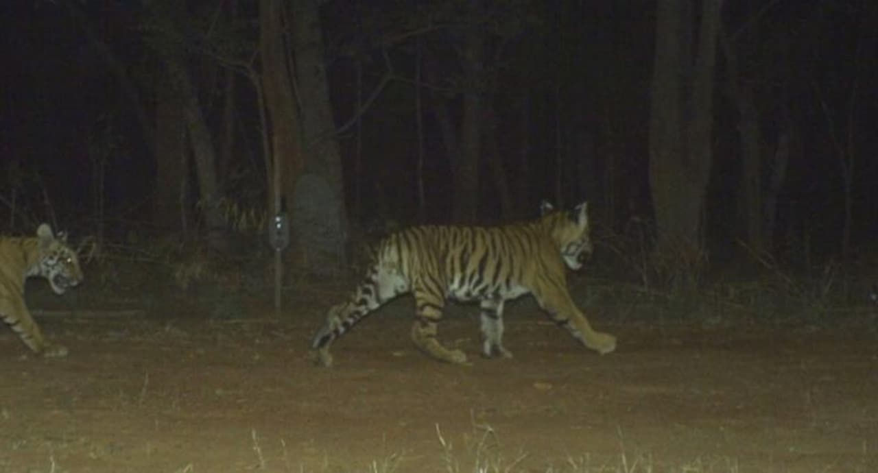 <p>ಭಾರತದ ಹುಲಿ ಗಣತಿ ಯೋಜನೆ&nbsp;ಗಿನ್ನಿಸ್ ದಾಖಲೆ ಸೇರಿದೆ.&nbsp;26,760 ವಿವಿಧ ಸ್ಥಳಗಳಲ್ಲಿ 35 ಮಿಲಿಯನ್ ಫೋಟೋ ತೆಗೆಯಲಾಗಿದೆ.</p>