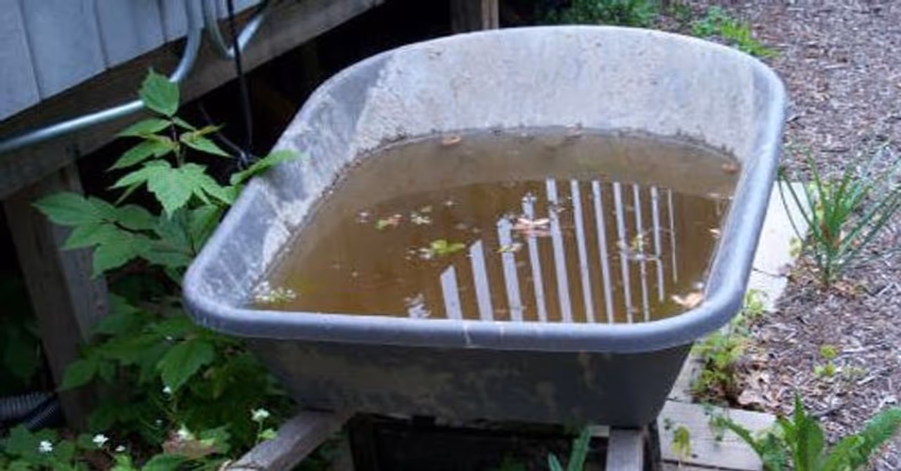 <p>വീട്ട് മുറ്റത്തും പരിസരത്തും വെള്ളം കെട്ടിനില്‍ക്കാന്‍ അനുവദിക്കരുത്. വീടിന്റെ മുറ്റത്തോ പൂന്തോട്ടത്തിലോ അടുക്കളത്തോട്ടത്തിലോ വെള്ളം കെട്ടിനില്‍ക്കാന്‍ ഒരു കാരണവശാലും അനുവദിക്കരുത്.</p>