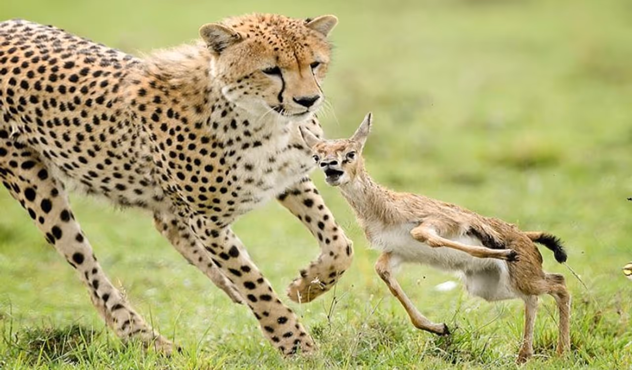 <p>ಇಲ್ಲಿ ಪ್ರಾಣಿಗಳ ಕೆಲವೊಂದು ಅಭ್ಯಾಸಗಳ ಬಗ್ಗೆ ನೀಡಲಾಗಿದೆ. ನೀವು ಅವುಗಳನ್ನು ಗಮನಿಸಿ ಅದರಂತೆ ನಡೆದುಕೊಂಡರೆ ನೀವು ಯಾವಾಗಲೂ ಆರೋಗ್ಯವಂತರಾಗಿರಲು ಸಹಾಯ ಮಾಡುತ್ತೆ...</p> <p>ಇಲ್ಲಿ ಪ್ರಾಣಿಗಳ ಕೆಲವೊಂದು ಅಭ್ಯಾಸಗಳ ಬಗ್ಗೆ ನೀಡಲಾಗಿದೆ. ನೀವು ಅವುಗಳನ್ನು ಗಮನಿಸಿ ಅದರಂತೆ ನಡೆದುಕೊಂಡರೆ ನೀವು ಯಾವಾಗಲೂ ಆರೋಗ್ಯವಂತರಾಗಿರಲು ಸಹಾಯ ಮಾಡುತ್ತೆ...</p>