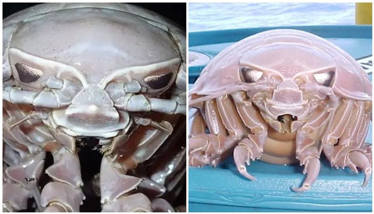 <p>'14 കാലുകള്, 50 സെന്റിമീറ്ററോളം നീളം, സിനിമകളിലെ അനൃഗ്രഹ ജീവികളുടേതിന് സമാനമായ തല'. ഇന്ത്യന് മഹാസമുദ്രത്തില് നിന്ന് ഈ വിചിത്ര ജീവിയെ ലഭിച്ചത്. </p> <p>'14 കാലുകള്, 50 സെന്റിമീറ്ററോളം നീളം, സിനിമകളിലെ അനൃഗ്രഹ ജീവികളുടേതിന് സമാനമായ തല'. ഇന്ത്യന് മഹാസമുദ്രത്തില് നിന്ന് ഈ വിചിത്ര ജീവിയെ ലഭിച്ചത്. </p>