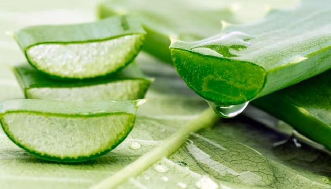 <h1>Unless you have been living under a rock, you must be aware of aloe vera's dominance in the world of beauty and skincare.</h1> <h1>Unless you have been living under a rock, you must be aware of aloe vera's dominance in the world of beauty and skincare.</h1>