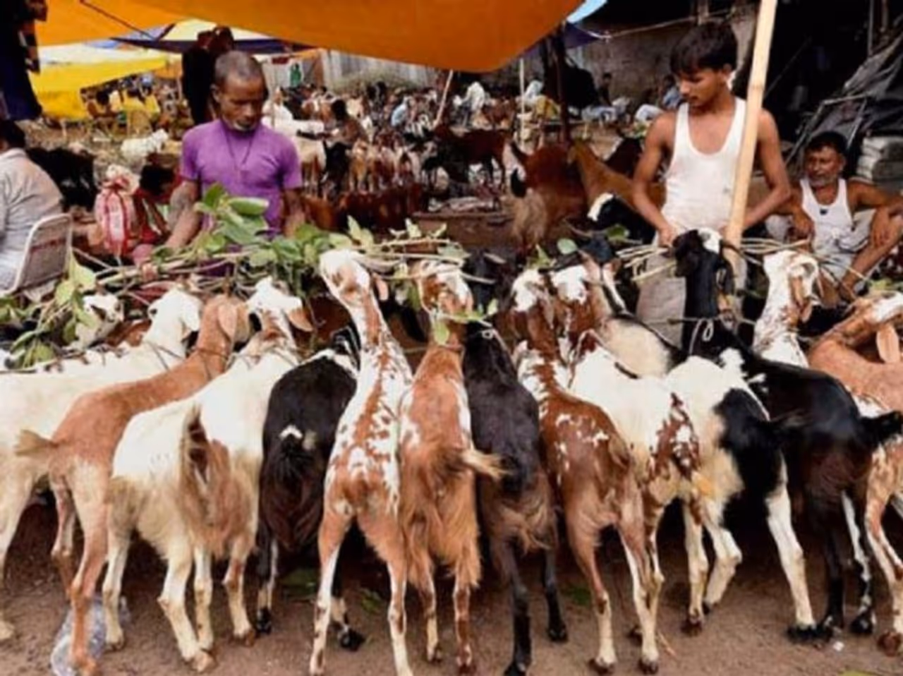 <p>Days ahead of Bakrid, the police commissioners of Ahmedabad and Surat in Gujarat have issued orders prohibiting animal sacrifice in public places and at private places where it would be visible to the public.</p> <p>Days ahead of Bakrid, the police commissioners of Ahmedabad and Surat in Gujarat have issued orders prohibiting animal sacrifice in public places and at private places where it would be visible to the public.</p>