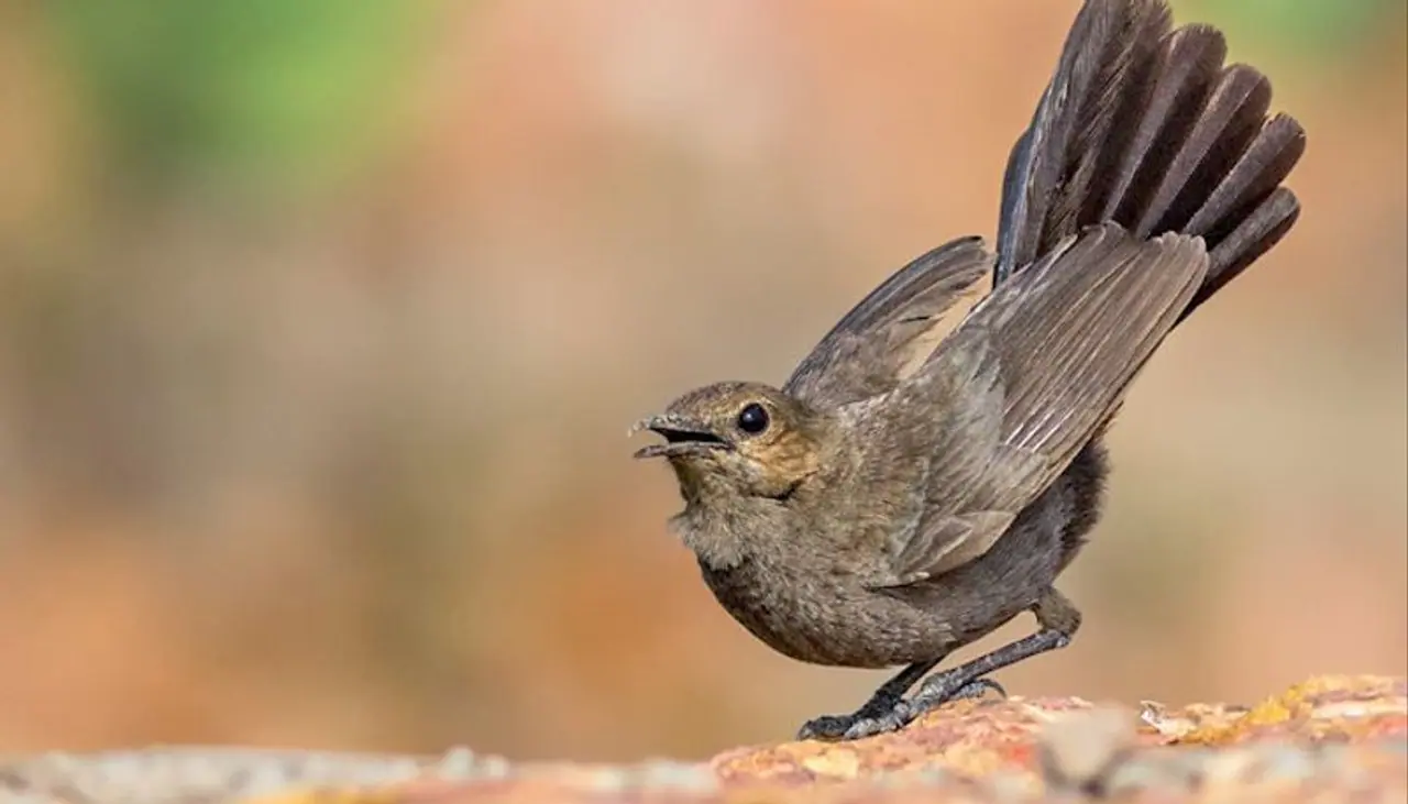 <p>A Tamil Nadu village went without streetlights for 35 days to protect a bird's nest as the bird had converted the village's community switchboard into its nest. It is reported that the switchboard is connected to all 35 streetlights in the area.</p>