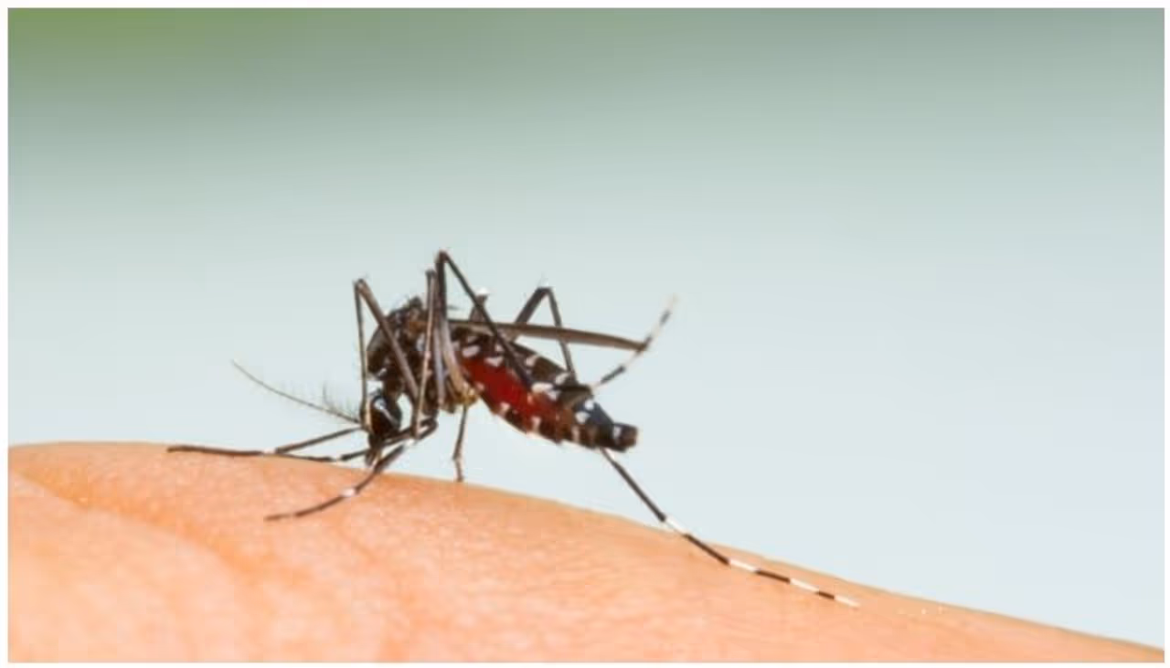 <p>While many know that dengue is a mosquito borne tropical disease caused by the dengue virus, several people fail to take note of the food that can be taken during the period of the illness in order to recover.</p>