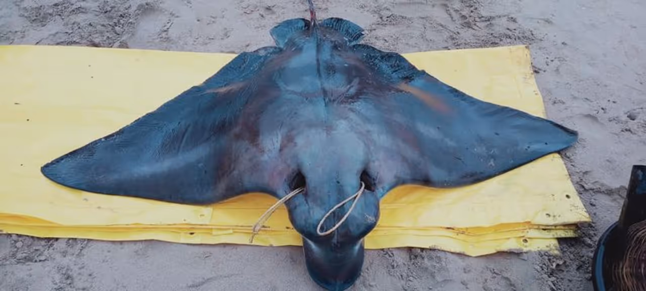 <p>ಅಪರೂಪದ ಬೃಹತ್ ಗಾತ್ರದ ತೊರ್ಕೆ ಮೀನು ಕಾರವಾರದಲ್ಲಿ ಬಲೆಗೆ ಬಿದ್ದಿದೆ.</p> <p>ಅಪರೂಪದ ಬೃಹತ್ ಗಾತ್ರದ ತೊರ್ಕೆ ಮೀನು ಕಾರವಾರದಲ್ಲಿ ಬಲೆಗೆ ಬಿದ್ದಿದೆ.</p>