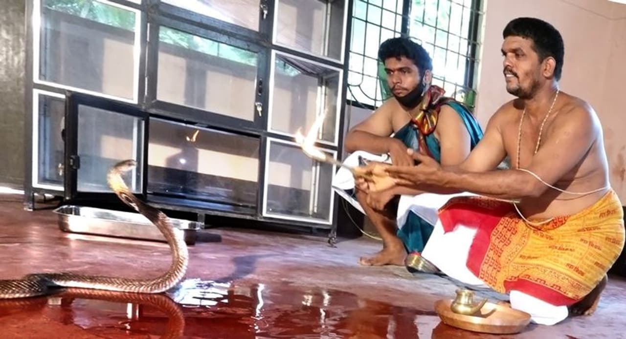 <p>ಉಡುಪಿ ಜಿಲ್ಲೆಯ ಮಜೂರು ಗ್ರಾಮದ ಗೋವರ್ಧನ್ ಭಟ್ ಅವರು ಕಳೆದ ಅನೇಕ ವರ್ಷಗಳಿಂದ ಗಾಯಗೊಂಡ ನಾಗರ ಹಾವುಗಳನ್ನು ಸಂರಕ್ಷಿಸುವ ಜೊತೆಗೆ ನಾಗರಪಂಚಮಿಯಂದು ಅವುಗಳಿಗೆ ತನು ಎರೆದು ಪೂಜೆ ಸಲ್ಲಿಸುತ್ತಾರೆ.</p> <p>ಉಡುಪಿ ಜಿಲ್ಲೆಯ ಮಜೂರು ಗ್ರಾಮದ ಗೋವರ್ಧನ್ ಭಟ್ ಅವರು ಕಳೆದ ಅನೇಕ ವರ್ಷಗಳಿಂದ ಗಾಯಗೊಂಡ ನಾಗರ ಹಾವುಗಳನ್ನು ಸಂರಕ್ಷಿಸುವ ಜೊತೆಗೆ ನಾಗರಪಂಚಮಿಯಂದು ಅವುಗಳಿಗೆ ತನು ಎರೆದು ಪೂಜೆ ಸಲ್ಲಿಸುತ್ತಾರೆ.</p>