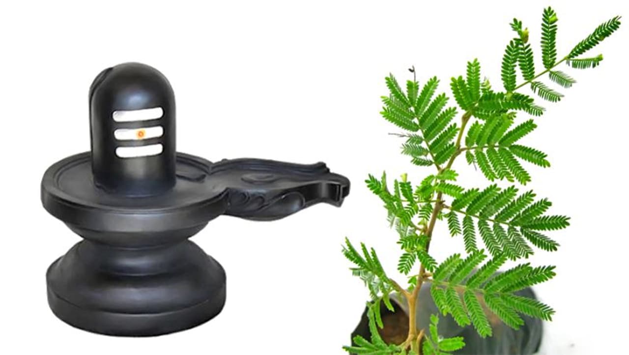 <p>మహా శివరాత్రి చాలా మంచి రోజు. ప్రతిరోజూ గుడికి వెళితే.. వచ్చే పుణ్యం కన్నా..ఒక్క మహా శివరాత్రి రోజున స్వామి వారిని దర్శించుకుంటే వస్తుందని పెద్దలు చెబుతుంటారు.</p> <p>మహా శివరాత్రి చాలా మంచి రోజు. ప్రతిరోజూ గుడికి వెళితే.. వచ్చే పుణ్యం కన్నా..ఒక్క మహా శివరాత్రి రోజున స్వామి వారిని దర్శించుకుంటే వస్తుందని పెద్దలు చెబుతుంటారు.</p>