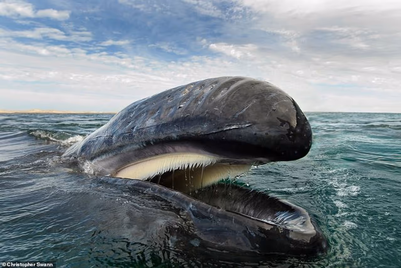 <p>രണ്ടുതവണ പ്രശസ്ത വന്യജീവി ഫോട്ടോഗ്രാഫർ ഓഫ് ദ ഇയർ മത്സരത്തിൽ ഫൈനലിസ്റ്റായിരുന്നു ക്രിസ്റ്റഫർ സ്വാൻ. അദ്ദേഹം പകര്ത്തിയ ഈ ചിത്രം, ഗൾഫ് ഓഫ് കാലിഫോർണിയ ഉൾക്കടലിൽ ചാരനിറത്തിലുള്ള തിമിംഗലം സമുദ്രോപരിതലത്തിൽ നിന്ന് ഭക്ഷണം സ്വീകരിക്കുന്നതാണ്. സമുദ്രജലം വായിലേക്ക് ഒഴുകുന്നതും വായുടെ ഇരുവശത്തുമുള്ള ബ്രഷ്പോലുള്ള വസ്തുവും കാണാം. </p> <p>രണ്ടുതവണ പ്രശസ്ത വന്യജീവി ഫോട്ടോഗ്രാഫർ ഓഫ് ദ ഇയർ മത്സരത്തിൽ ഫൈനലിസ്റ്റായിരുന്നു ക്രിസ്റ്റഫർ സ്വാൻ. അദ്ദേഹം പകര്ത്തിയ ഈ ചിത്രം, ഗൾഫ് ഓഫ് കാലിഫോർണിയ ഉൾക്കടലിൽ ചാരനിറത്തിലുള്ള തിമിംഗലം സമുദ്രോപരിതലത്തിൽ നിന്ന് ഭക്ഷണം സ്വീകരിക്കുന്നതാണ്. സമുദ്രജലം വായിലേക്ക് ഒഴുകുന്നതും വായുടെ ഇരുവശത്തുമുള്ള ബ്രഷ്പോലുള്ള വസ്തുവും കാണാം. </p>