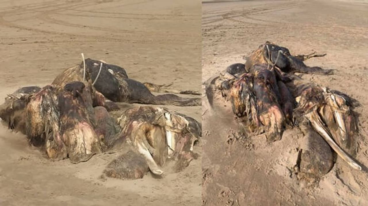 <p>15 അടി നീളമുള്ള ഒരു അജ്ഞാത ജീവിയുടെ മൃതദേഹമാണ് കരയ്ക്കടിഞ്ഞത്. ജീവിയുടെ ശിരസ് തിരിച്ചറിയാനാകാത്ത അവസ്ഥയിലാണ്.&nbsp;</p>