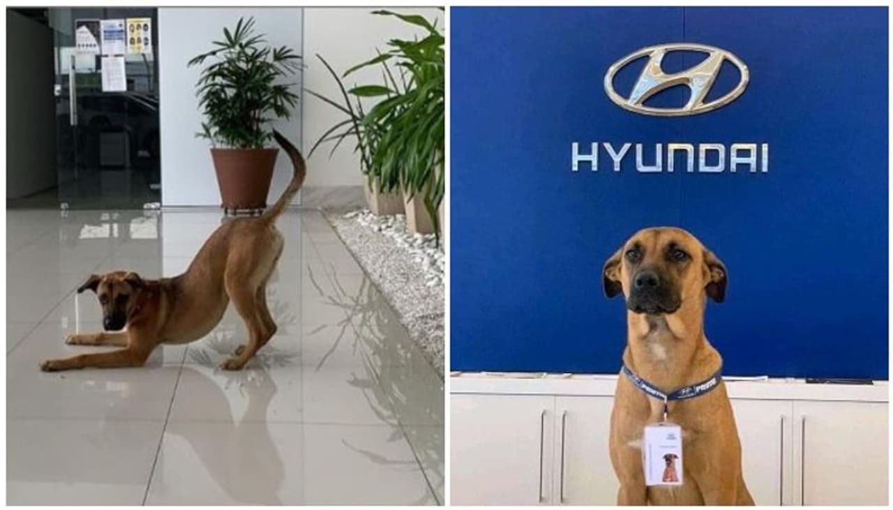 <p>ബ്രസീലിലെ ഹ്യുണ്ടായി പ്രൈം ഡീലര്ഷിപ്പിലെ സെയില്സ് വിഭാഗത്തിലെത്തുന്ന ഉപഭോക്താക്കളെ സ്വീകരിക്കുന്നത് ഒരു നായയാണ്. </p> <p>ബ്രസീലിലെ ഹ്യുണ്ടായി പ്രൈം ഡീലര്ഷിപ്പിലെ സെയില്സ് വിഭാഗത്തിലെത്തുന്ന ഉപഭോക്താക്കളെ സ്വീകരിക്കുന്നത് ഒരു നായയാണ്. </p>