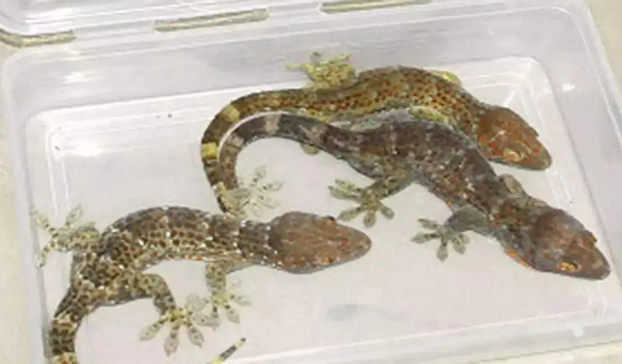 <p>ಮಾರ್ಚ್ನಿಂದ ದೇಶ ಲಾಕ್ಡೌನ್ ಆಗಿದ್ದು ಈಗ ಮತ್ತೆ ಅನ್ಲಾಕ್ ಪ್ರಕ್ರಿಯೆಯ ಆರಂಭವಾಗಿದೆ. ದೇಶದ ರಾಜಧಾನಿ ದೆಹಲಿಯಲ್ಲಿ, ಹಲವಾರು ತಿಂಗಳುಗಳಿಂದ ರೆಸ್ಟೋರೆಂಟ್ಗಳನ್ನು ಮುಚ್ಚಲಾಗಿತ್ತು. ಆದರೆ ಈ ಸಮಯದಲ್ಲಿ, ಹೋಟೆಲ್ ಆಹಾರ ಎಷ್ಟು ಸುರಕ್ಷಿತವಾಗಿದೆ ಎಂಬುದಕ್ಕೆ ಉದಾಹರಣೆಯಾದ ಘಟನೆ ನಡೆದಿದೆ</p> <p>ಮಾರ್ಚ್ನಿಂದ ದೇಶ ಲಾಕ್ಡೌನ್ ಆಗಿದ್ದು ಈಗ ಮತ್ತೆ ಅನ್ಲಾಕ್ ಪ್ರಕ್ರಿಯೆಯ ಆರಂಭವಾಗಿದೆ. ದೇಶದ ರಾಜಧಾನಿ ದೆಹಲಿಯಲ್ಲಿ, ಹಲವಾರು ತಿಂಗಳುಗಳಿಂದ ರೆಸ್ಟೋರೆಂಟ್ಗಳನ್ನು ಮುಚ್ಚಲಾಗಿತ್ತು. ಆದರೆ ಈ ಸಮಯದಲ್ಲಿ, ಹೋಟೆಲ್ ಆಹಾರ ಎಷ್ಟು ಸುರಕ್ಷಿತವಾಗಿದೆ ಎಂಬುದಕ್ಕೆ ಉದಾಹರಣೆಯಾದ ಘಟನೆ ನಡೆದಿದೆ</p>