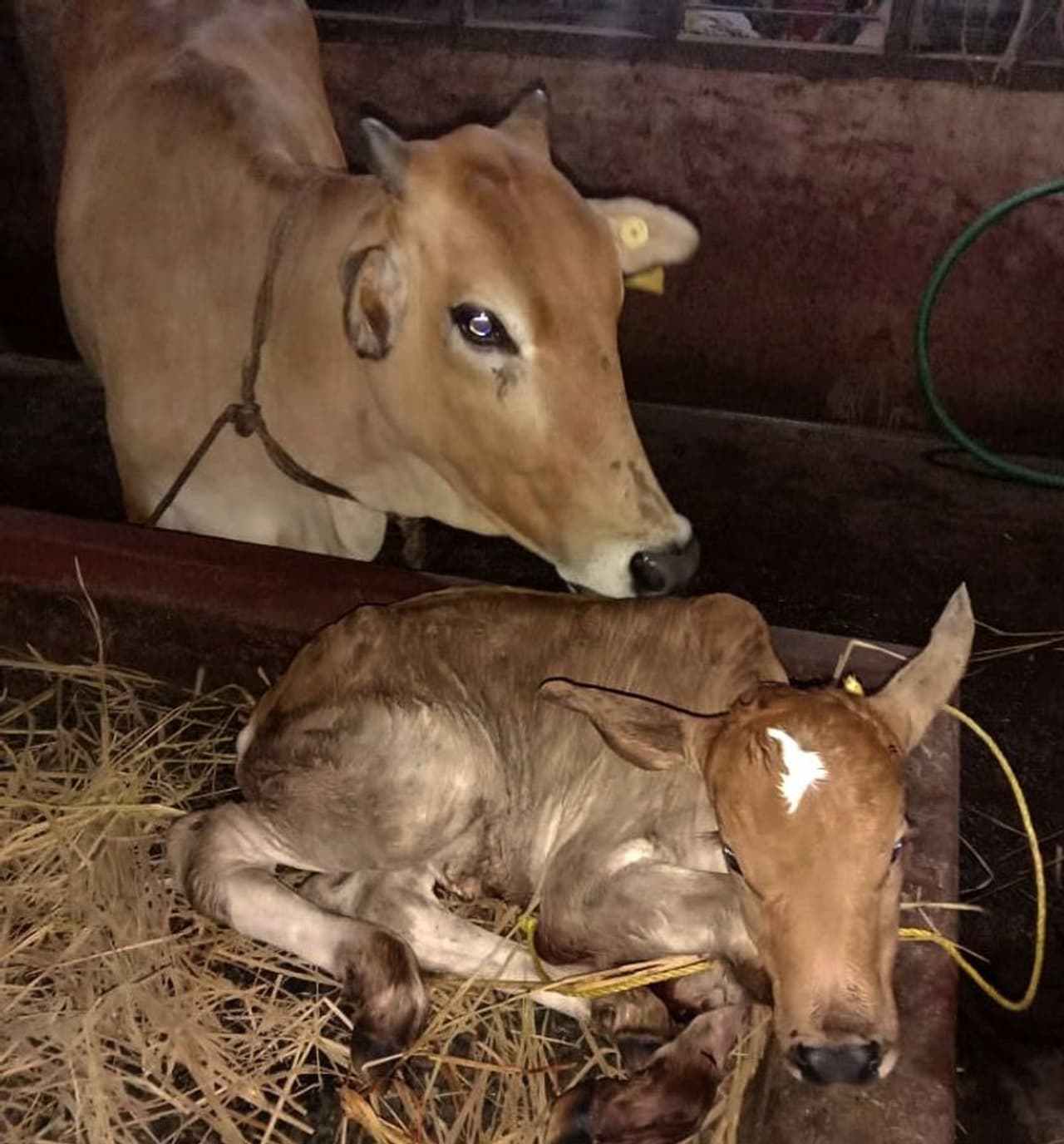 <p> ಪರ್ಯಾಯ ಶ್ರೀಈಶಪ್ರಿಯ ತೀರ್ಥ ಶ್ರೀಪಾದರ ಅಚ್ಚುಮೆಚ್ಚಿನ ಮಣ್ಣಿನ ಬಣ್ಣವನ್ನೇ ಈ ಕರು ಹೊಂದಿದೆ.</p> <p> ಪರ್ಯಾಯ ಶ್ರೀಈಶಪ್ರಿಯ ತೀರ್ಥ ಶ್ರೀಪಾದರ ಅಚ್ಚುಮೆಚ್ಚಿನ ಮಣ್ಣಿನ ಬಣ್ಣವನ್ನೇ ಈ ಕರು ಹೊಂದಿದೆ.</p>