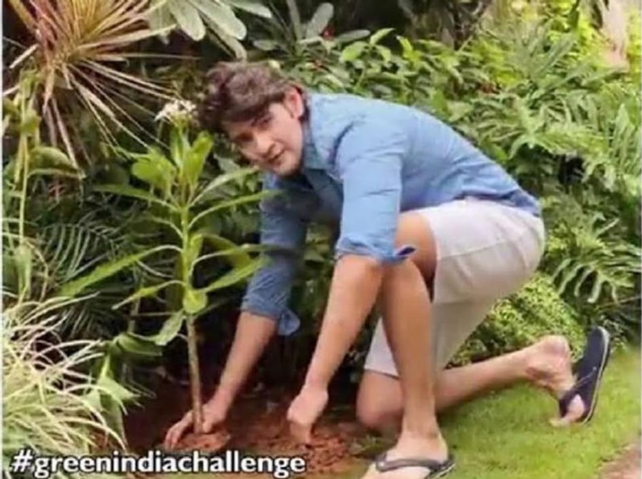 <p style="text align: justify;">సూపర్ స్టార్ మహేష్ బాబు గ్రీన ఇండియా ఛాలెంజ్లో భాగంగా ఆదివారం మొక్క నాటిన సంగతి తెలిసిందే. తన పుట్టిన రోజును ఇంతకన్నా గొప్పగా ఎలా జరుపుకుంటానంటూ మొక్కను నాటి తన బాధ్యతను పూర్తి చేశాడు సూపర్ స్టార్. అంతేకాదు ఈ మంచి పనిని కొనసాగించాలంటూ టాలీవుడ్ స్టార్ హీరో ఎన్టీఆర్, కోలీవుడ్ టాప్ హీరో విజయ్, హీరోయిన్ శృతిహాసన్లకు చాలెంజ్ విసిరాడు.</p> <p style="text align: justify;">సూపర్ స్టార్ మహేష్ బాబు గ్రీన ఇండియా ఛాలెంజ్లో భాగంగా ఆదివారం మొక్క నాటిన సంగతి తెలిసిందే. తన పుట్టిన రోజును ఇంతకన్నా గొప్పగా ఎలా జరుపుకుంటానంటూ మొక్కను నాటి తన బాధ్యతను పూర్తి చేశాడు సూపర్ స్టార్. అంతేకాదు ఈ మంచి పనిని కొనసాగించాలంటూ టాలీవుడ్ స్టార్ హీరో ఎన్టీఆర్, కోలీవుడ్ టాప్ హీరో విజయ్, హీరోయిన్ శృతిహాసన్లకు చాలెంజ్ విసిరాడు.</p>