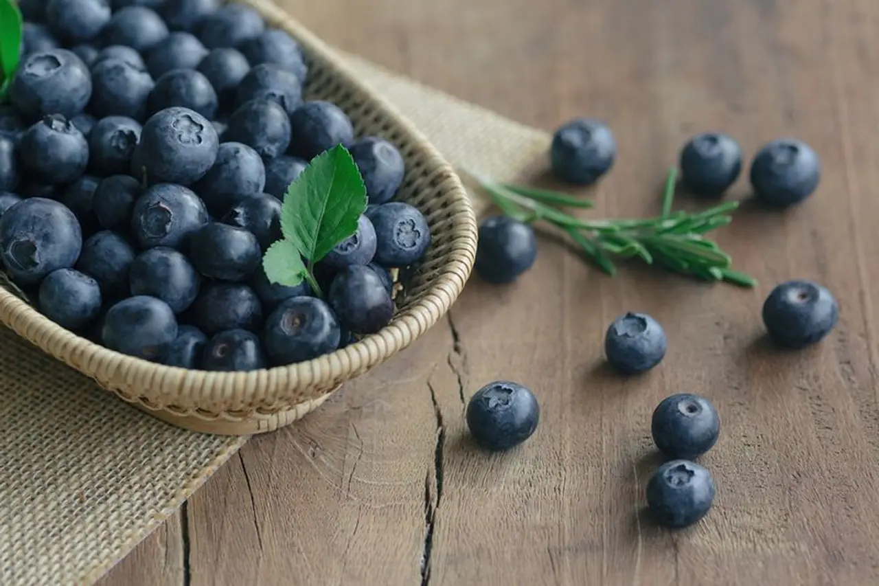 <p>A new research study investigated how serum from subjects consuming a diet enriched with blueberries would affect the cells responsible for muscle growth and repair.</p>