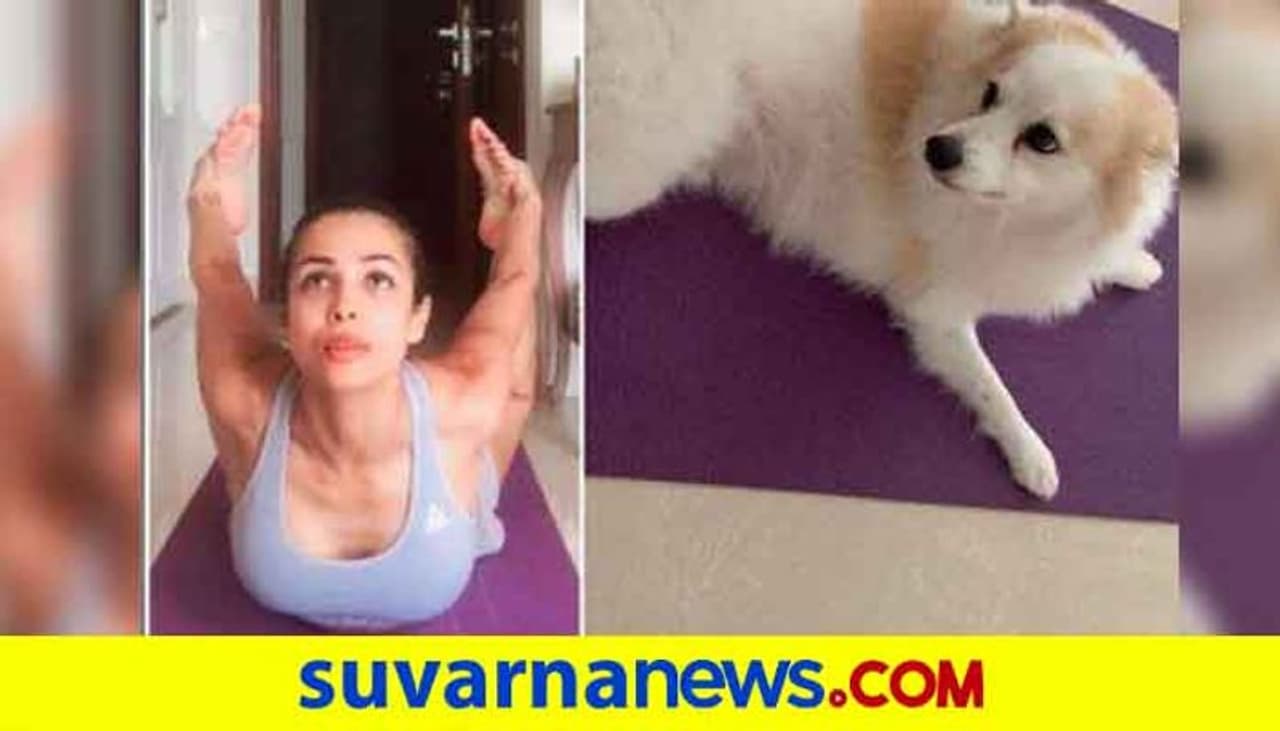 <p>ಸೋಶಿಯಲ್ ಮೀಡಿಯಾದಲ್ಲಿ ಮಲೈಕಾಗೆ ಮಿಲಿಯನ್ ಗಟ್ಟಲೆ ಫಾಲೋವರ್ಸ್ ಇದ್ದಾರೆ.</p> <p>ಸೋಶಿಯಲ್ ಮೀಡಿಯಾದಲ್ಲಿ ಮಲೈಕಾಗೆ ಮಿಲಿಯನ್ ಗಟ್ಟಲೆ ಫಾಲೋವರ್ಸ್ ಇದ್ದಾರೆ.</p>