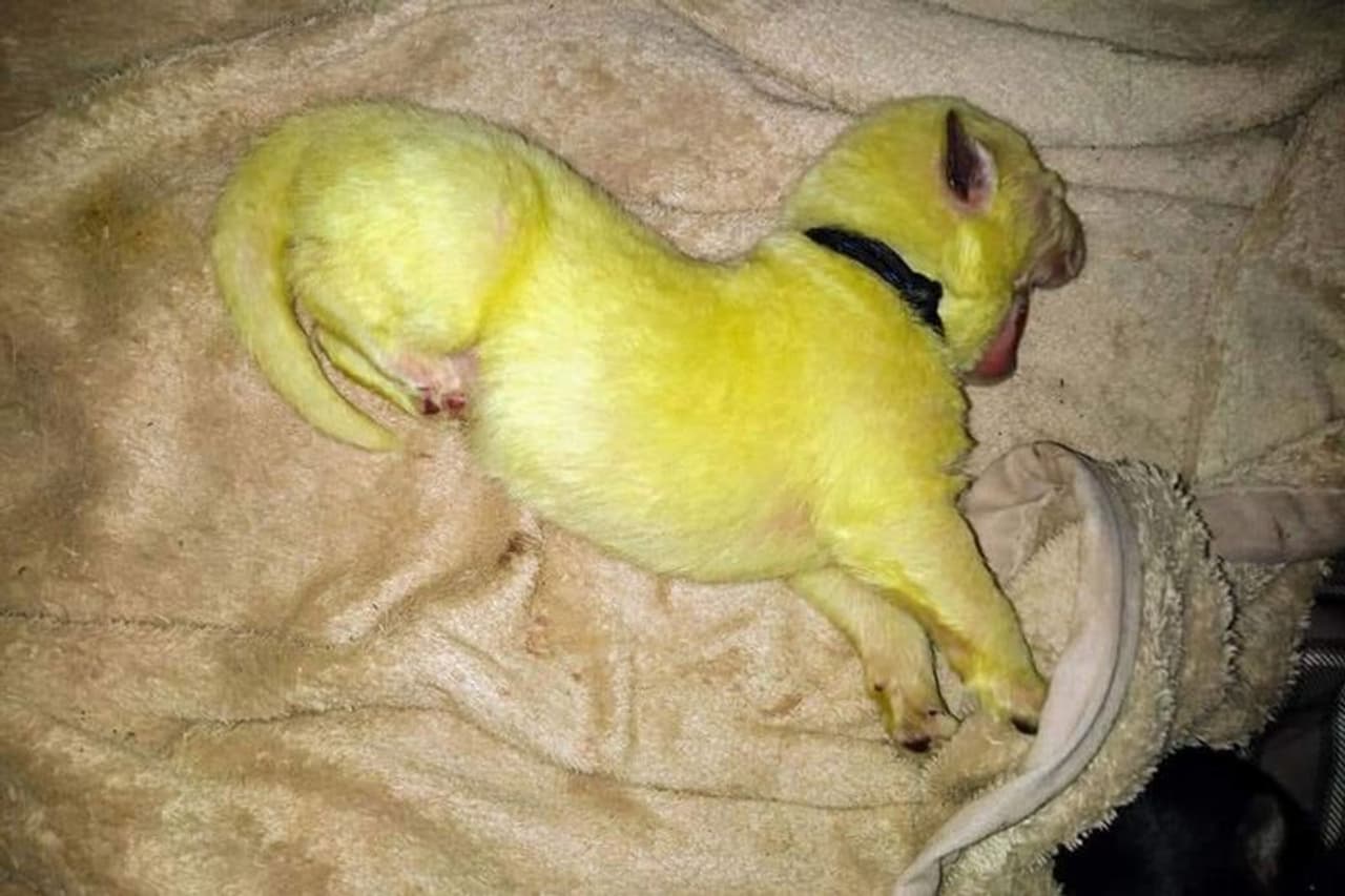 <p>பலரும் பார்த்திடாத அரிய பச்சை நிற நாய்க்குட்டி&nbsp;</p>