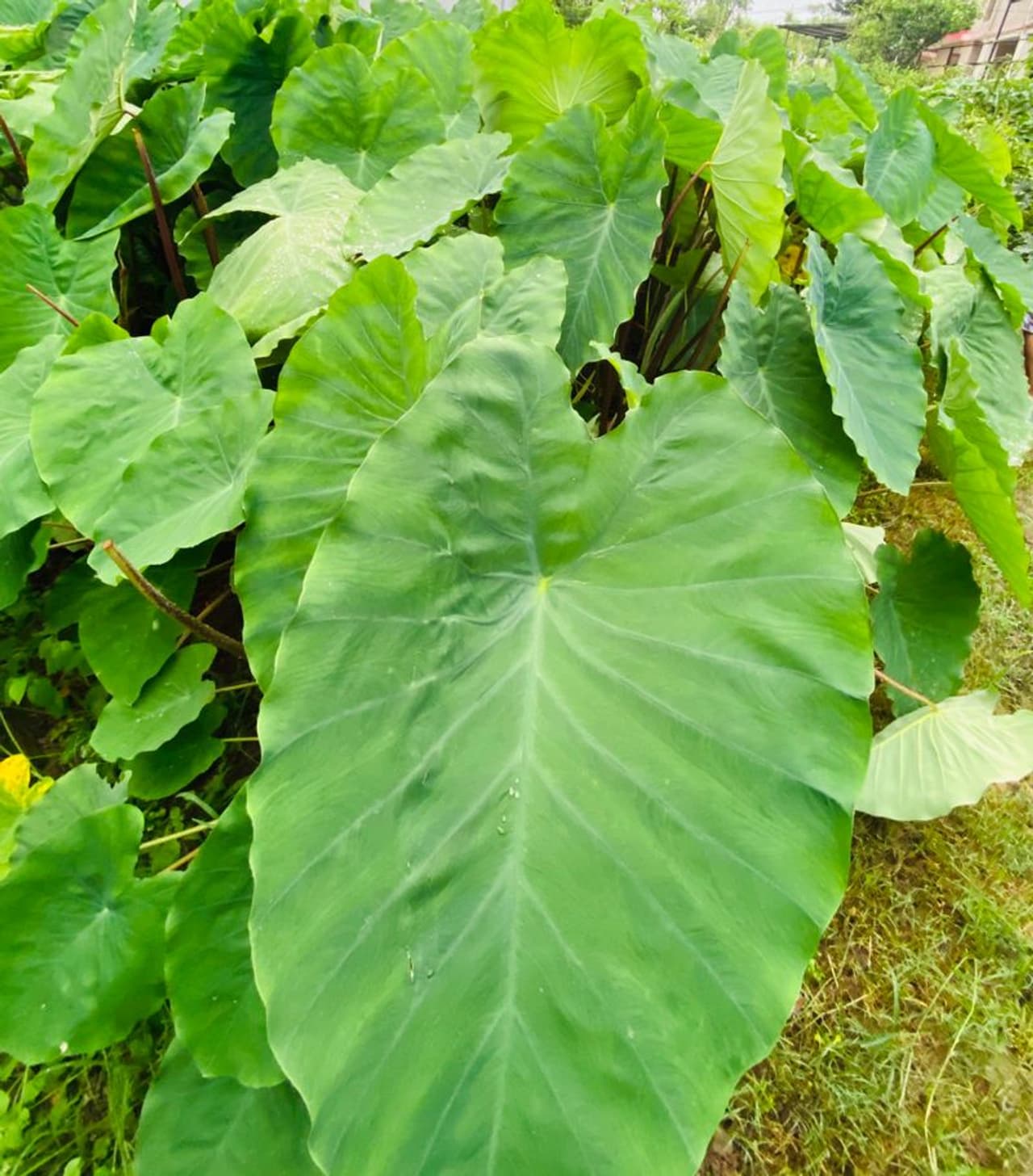 <p>ನನ್ನ ಕುಟುಂಬದವರು ನನಗೋಸ್ಕರ ಸಾಂಪ್ರದಾಯಿಕ ಊಟ 'ಧಾಮ್' ಮಾಡಿ ಬಡಿಸಿದರು ಎಂದು ಕಂಗನಾ ಪೋಟೋ ಶೇರ್ ಮಾಡಿಕೊಂಡಿದ್ದಾರೆ.</p>