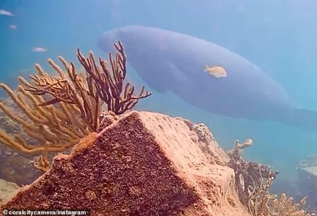 <p>മനുഷ്യ നിർമ്മിത മിയാമി തീരങ്ങളിൽ വികസിപ്പിച്ചെടുത്ത നഗര സമുദ്ര പരിസ്ഥിതി വ്യവസ്ഥയെക്കുറിച്ച് കോറൽ സിറ്റി ക്യാമറ ഉള്ക്കാഴ്ച നൽകുന്നു. മിയാമിയിലെ വാട്ടർലൈനിന് തൊട്ടുതാഴെയുള്ള അവിശ്വസനീയമായ ജൈവവൈവിദ്ധ്യം നാഗരിക അഭിമാനത്തിന്റെ ഭാഗമാകണമെന്ന ആശയത്തോടെയാണ് പദ്ധതി ആരംഭിച്ചത്. </p> <p>മനുഷ്യ നിർമ്മിത മിയാമി തീരങ്ങളിൽ വികസിപ്പിച്ചെടുത്ത നഗര സമുദ്ര പരിസ്ഥിതി വ്യവസ്ഥയെക്കുറിച്ച് കോറൽ സിറ്റി ക്യാമറ ഉള്ക്കാഴ്ച നൽകുന്നു. മിയാമിയിലെ വാട്ടർലൈനിന് തൊട്ടുതാഴെയുള്ള അവിശ്വസനീയമായ ജൈവവൈവിദ്ധ്യം നാഗരിക അഭിമാനത്തിന്റെ ഭാഗമാകണമെന്ന ആശയത്തോടെയാണ് പദ്ധതി ആരംഭിച്ചത്. </p>