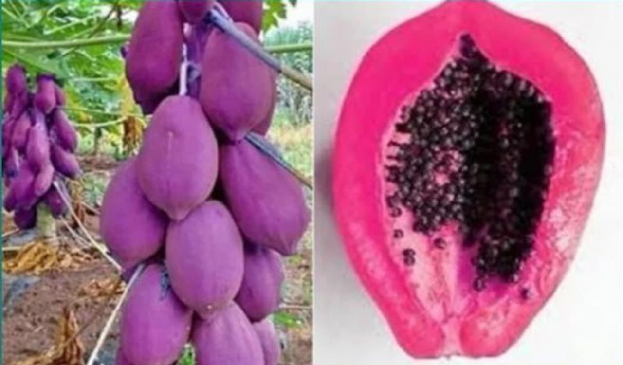 <p>ಐಎಫ್ಎಸ್ ಅಧಿಕಾರಿ ಸುಶಾಂತ್ ನಂದಾ ಟ್ವಿಟರ್ನಲ್ಲಿ ಬಳಷ್ಟು ಆಕ್ಟಿವ್ ಆಗಿರುತ್ತಾರೆ. ಇತ್ತೀಚೆಗೆ ಅವರು ರೋಚಕ ಪೋಟೋ ಹಾಗೂ ವಿಡಿಯೋಗಳನ್ನು ಶೇರ್ ಮಾಡುತ್ತಿದ್ದಾರೆ. ಇತ್ತೀಚೆಗಷ್ಟೇ ಅವರು ತಮ್ಮ ಟಟ್ವಿಟರ್ ಖಾತೆಯಲ್ಲಿ ನೇರಳೆ ಬಣ್ಣದ ಪಪ್ಪಾಯದ ಪೋಟೋ ಶೇರ್ ಮಾಡಿಕೊಂಡಿದ್ದರು.</p> <p>ಐಎಫ್ಎಸ್ ಅಧಿಕಾರಿ ಸುಶಾಂತ್ ನಂದಾ ಟ್ವಿಟರ್ನಲ್ಲಿ ಬಳಷ್ಟು ಆಕ್ಟಿವ್ ಆಗಿರುತ್ತಾರೆ. ಇತ್ತೀಚೆಗೆ ಅವರು ರೋಚಕ ಪೋಟೋ ಹಾಗೂ ವಿಡಿಯೋಗಳನ್ನು ಶೇರ್ ಮಾಡುತ್ತಿದ್ದಾರೆ. ಇತ್ತೀಚೆಗಷ್ಟೇ ಅವರು ತಮ್ಮ ಟಟ್ವಿಟರ್ ಖಾತೆಯಲ್ಲಿ ನೇರಳೆ ಬಣ್ಣದ ಪಪ್ಪಾಯದ ಪೋಟೋ ಶೇರ್ ಮಾಡಿಕೊಂಡಿದ್ದರು.</p>