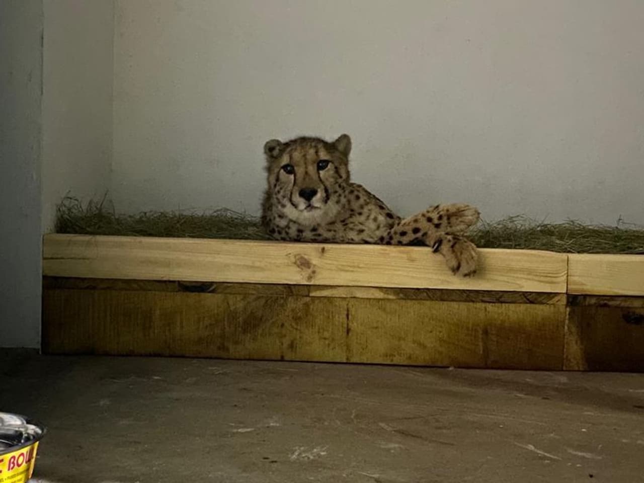 <p>ಚಾಮರಾಜೇಂದ್ರ ಮೃಗಾಲಯಕ್ಕೆ ಆಫ್ರಿಕಾ ಚೀತಾ ಆಗಮನ</p>