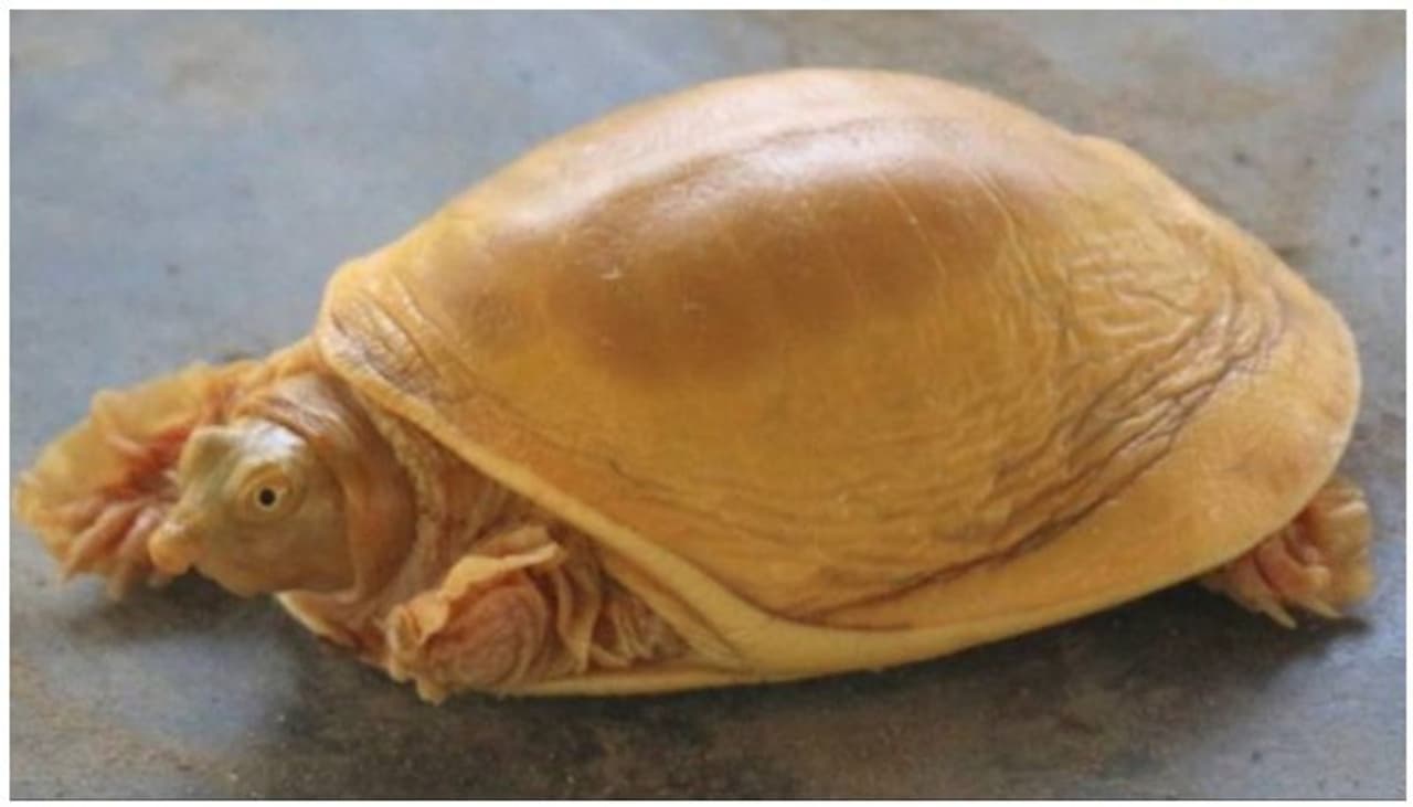 <p>മഞ്ഞനിറത്തില് കണ്ടെത്തിയ ആമയെ ദൈവമായി ആരാധിച്ച് നേപ്പാള്. നേപ്പാളിലെ ധനുഷാ ജില്ലയില് അടുത്തിടെയാണ് അപൂര്വ്വയിനം ആമയെ കണ്ടെത്തിയത്. ഇന്ത്യന് ഫ്ലാപ് ഷെല് ആമയിനത്തില്പ്പെടുന്നവയാണ് ഇതെന്നാണ് മിഥില വൈല്ഡ്ലൈഫ് ട്രസ്റ്റ് അംഗങ്ങള് ഇതിനോടകം സ്ഥിരീകരിച്ചിട്ടുള്ളത്. </p> <p>മഞ്ഞനിറത്തില് കണ്ടെത്തിയ ആമയെ ദൈവമായി ആരാധിച്ച് നേപ്പാള്. നേപ്പാളിലെ ധനുഷാ ജില്ലയില് അടുത്തിടെയാണ് അപൂര്വ്വയിനം ആമയെ കണ്ടെത്തിയത്. ഇന്ത്യന് ഫ്ലാപ് ഷെല് ആമയിനത്തില്പ്പെടുന്നവയാണ് ഇതെന്നാണ് മിഥില വൈല്ഡ്ലൈഫ് ട്രസ്റ്റ് അംഗങ്ങള് ഇതിനോടകം സ്ഥിരീകരിച്ചിട്ടുള്ളത്. </p>