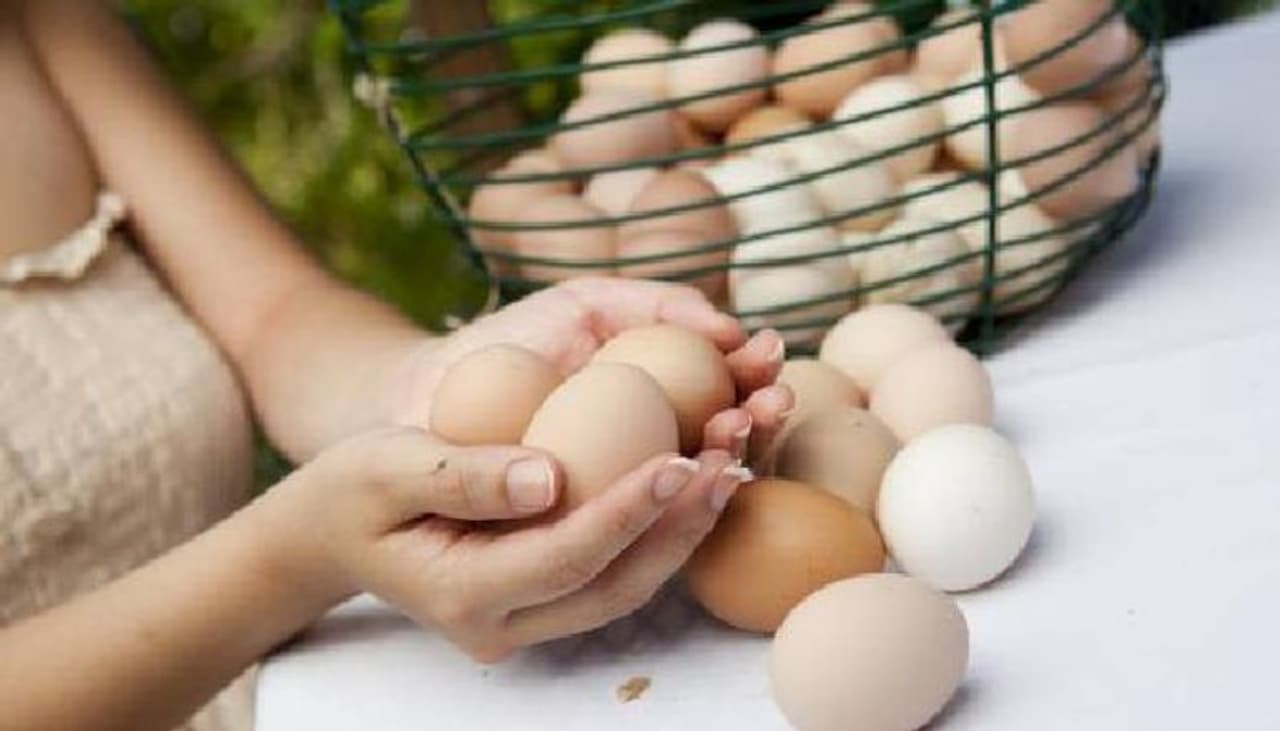<p>Eggs are one of the richest sources of energy and protein and no wonder they are a favourite of those who follow a high protein weight loss diet. They are a rich source of selenium, vitamin D, B6, B12 and minerals such as zinc, iron and copper.</p> <p>Eggs are one of the richest sources of energy and protein and no wonder they are a favourite of those who follow a high protein weight loss diet. They are a rich source of selenium, vitamin D, B6, B12 and minerals such as zinc, iron and copper.</p>