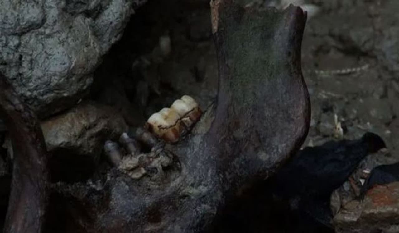 <p>ಇಲ್ಲಿನ ಫೋಟೋಗಳು ಹಾರರ್ ಸಿನಿಮಾದ ದೃಶ್ಯಗಳಂತಿವೆ. 200 ವರ್ಷದ ಹಿಂದೆ ಮೆಡ್ವೇ ನದಿಯಲ್ಲಿರುವ ಈ ದ್ವೀಪವನ್ನು ಆಸ್ಟ್ರೇಲಿಯಾದ ಹಡಗುಗಳಲ್ಲಿ ಮೃತಪಟ್ಟ ಅಪರಾಧಿಗಳನ್ನು ಸಮಾಧಿ ಮಾಡಲು ಬಳಸಲಾಗಿತ್ತು.</p> <p>ಇಲ್ಲಿನ ಫೋಟೋಗಳು ಹಾರರ್ ಸಿನಿಮಾದ ದೃಶ್ಯಗಳಂತಿವೆ. 200 ವರ್ಷದ ಹಿಂದೆ ಮೆಡ್ವೇ ನದಿಯಲ್ಲಿರುವ ಈ ದ್ವೀಪವನ್ನು ಆಸ್ಟ್ರೇಲಿಯಾದ ಹಡಗುಗಳಲ್ಲಿ ಮೃತಪಟ್ಟ ಅಪರಾಧಿಗಳನ್ನು ಸಮಾಧಿ ಮಾಡಲು ಬಳಸಲಾಗಿತ್ತು.</p>