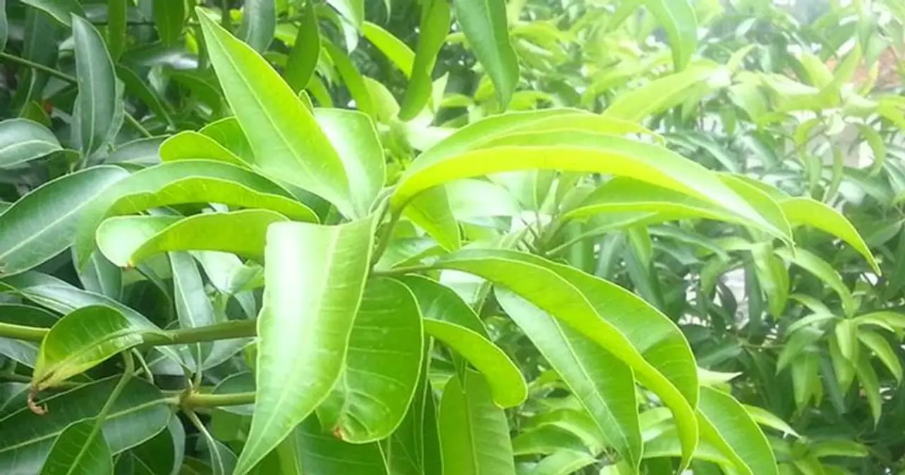 <p>Mango, the quintessential summer fruit, is perfect for desserts. But who would have imagined that a sweet, juicy and delicious fruit like mango can also be a healthy superfood? Well, it’s true. It is rich in Vitamin A, Vitamin C and minerals like copper, potassium and magnesium.</p> <p>Mango, the quintessential summer fruit, is perfect for desserts. But who would have imagined that a sweet, juicy and delicious fruit like mango can also be a healthy superfood? Well, it’s true. It is rich in Vitamin A, Vitamin C and minerals like copper, potassium and magnesium.</p>