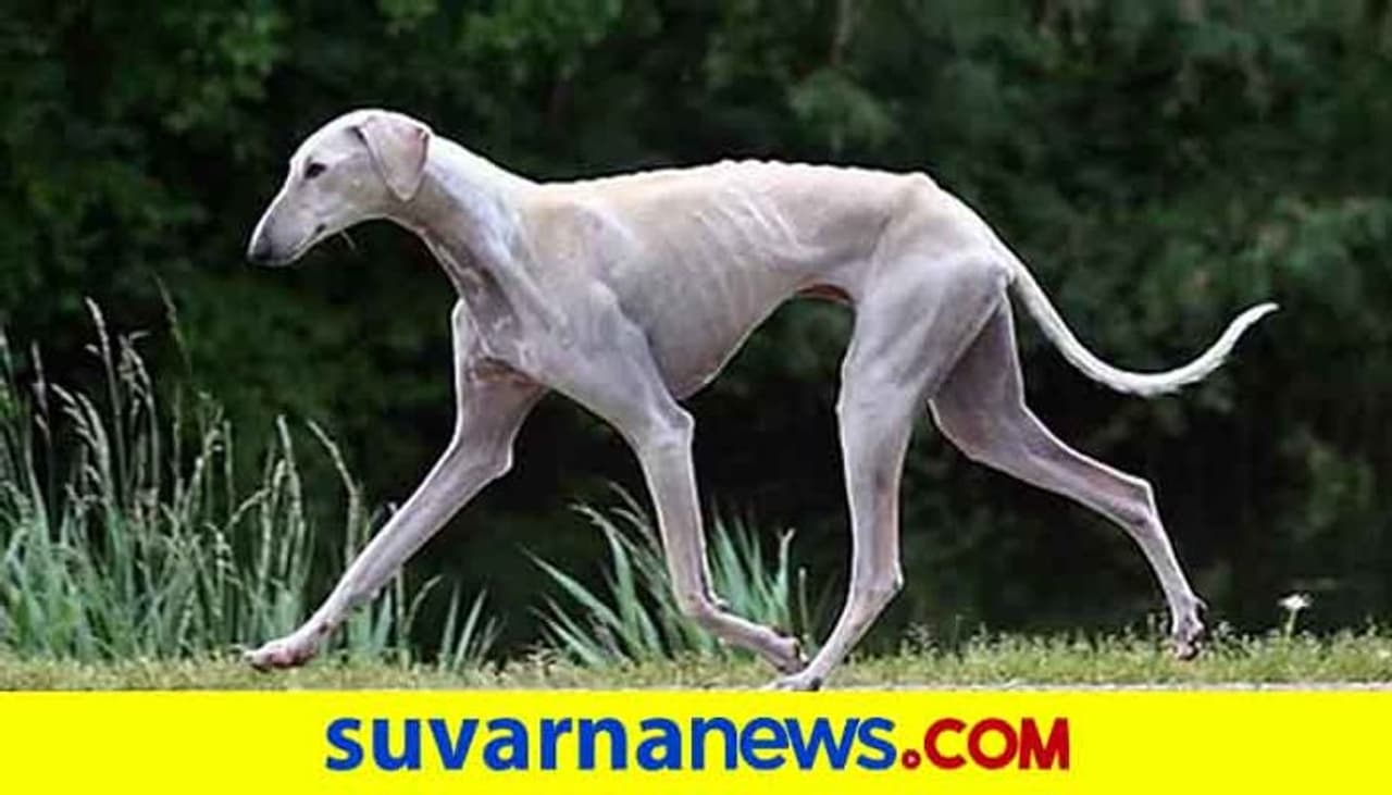 <p>ಮುಧೋಳ ನಾಯಿಗಳು ಕರ್ನಾಟಕ ಮತ್ತು ಮಹಾರಾಷ್ಟ್ರದ ಗಡಿಯಲ್ಲಿರುವ ಪ್ರದೇಶದ ಮೂಲದವು. ಹದಿನೇಳನೇ ಶತಮಾನದ ಮರಾಠಾ ರಾಜ ಛತ್ರಪತಿ ಶಿವಾಜಿ ಈ ನಾಯಿಗಳನ್ನು ಸಾಕಿ ತನ್ನ ಸೈನ್ಯದಲ್ಲಿ ಬಳಸಿಕೊಂಡಿದ್ದನಂತೆ.</p>