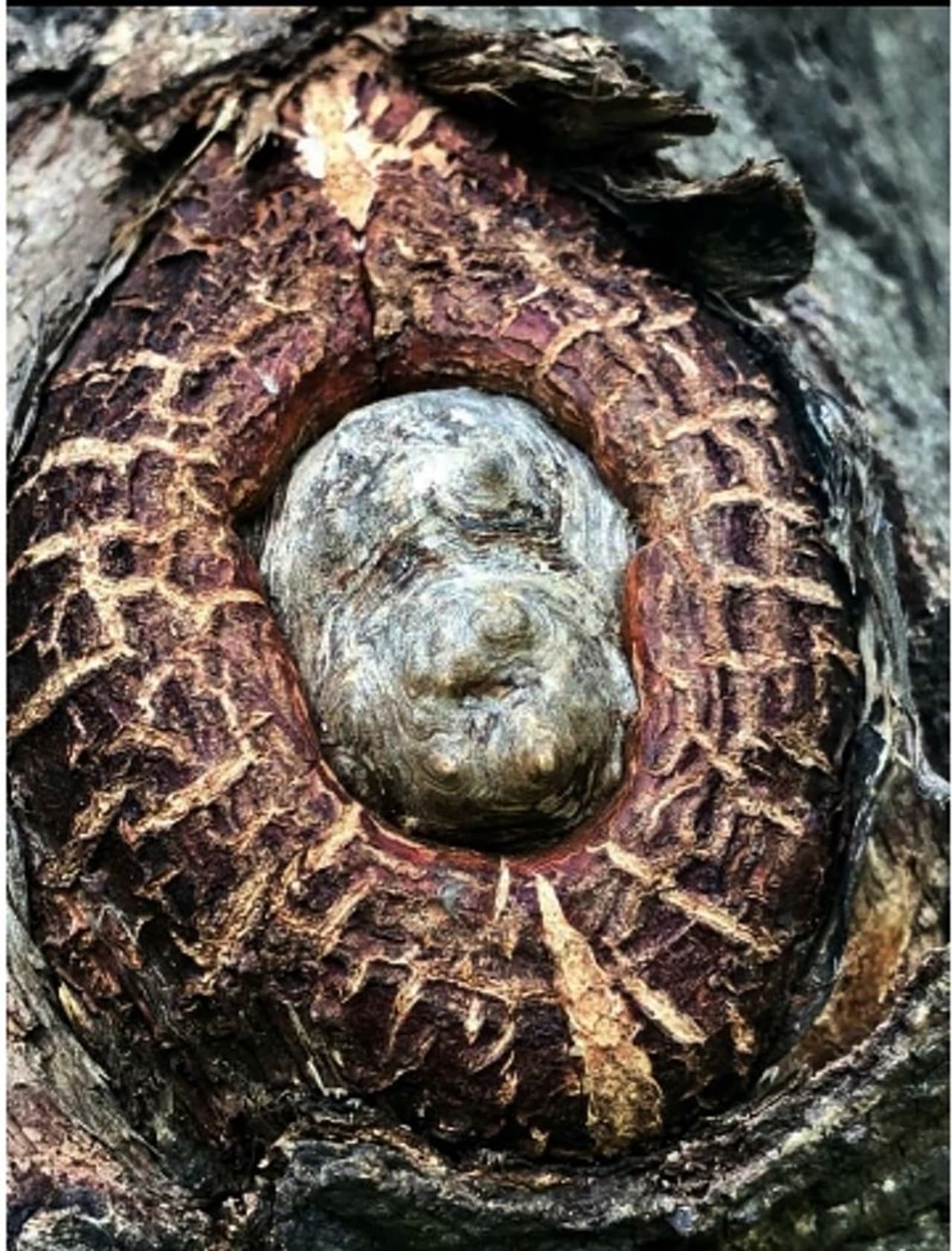 <p>ದೋಟಿಹಾಳ ಕೇಸೂರ ಗ್ರಾಮದಿಂದ ಇಲಕಲ್ಲಗೆ ತೆರಳುವ ಮಾರ್ಗದಲ್ಲಿ ಸುಮಾರು 1 ಕಿಮೀ ದೂರದಲ್ಲಿರುವ ಮಾಜಿ ಶಾಸಕ ಹಸನಸಾಬ ದೋಟಿಹಾಳ ಅವರ ತೋಟದ ಪಕ್ಕದಲ್ಲಿರುವ ನೀಲಮ್ಮ ಗುರುಪಾದಪ್ಪ ಗಡಾದ (ಕಡೆಕೊಪ್ಪ) ಅವರ ಹೊಲದ ಬದುವಿನ ಮೇಲಿರುವ ಬೇವಿನ ಮರದಲ್ಲಿ ಶ್ರೀ ಅವಧೂತ ಶುಕಮುನಿ ಸ್ವಾಮಿ ಮುಖ (ಸಿಂಹದ ಮುಖದ) ಮೂಡಿದೆ.</p> <p>ದೋಟಿಹಾಳ ಕೇಸೂರ ಗ್ರಾಮದಿಂದ ಇಲಕಲ್ಲಗೆ ತೆರಳುವ ಮಾರ್ಗದಲ್ಲಿ ಸುಮಾರು 1 ಕಿಮೀ ದೂರದಲ್ಲಿರುವ ಮಾಜಿ ಶಾಸಕ ಹಸನಸಾಬ ದೋಟಿಹಾಳ ಅವರ ತೋಟದ ಪಕ್ಕದಲ್ಲಿರುವ ನೀಲಮ್ಮ ಗುರುಪಾದಪ್ಪ ಗಡಾದ (ಕಡೆಕೊಪ್ಪ) ಅವರ ಹೊಲದ ಬದುವಿನ ಮೇಲಿರುವ ಬೇವಿನ ಮರದಲ್ಲಿ ಶ್ರೀ ಅವಧೂತ ಶುಕಮುನಿ ಸ್ವಾಮಿ ಮುಖ (ಸಿಂಹದ ಮುಖದ) ಮೂಡಿದೆ.</p>