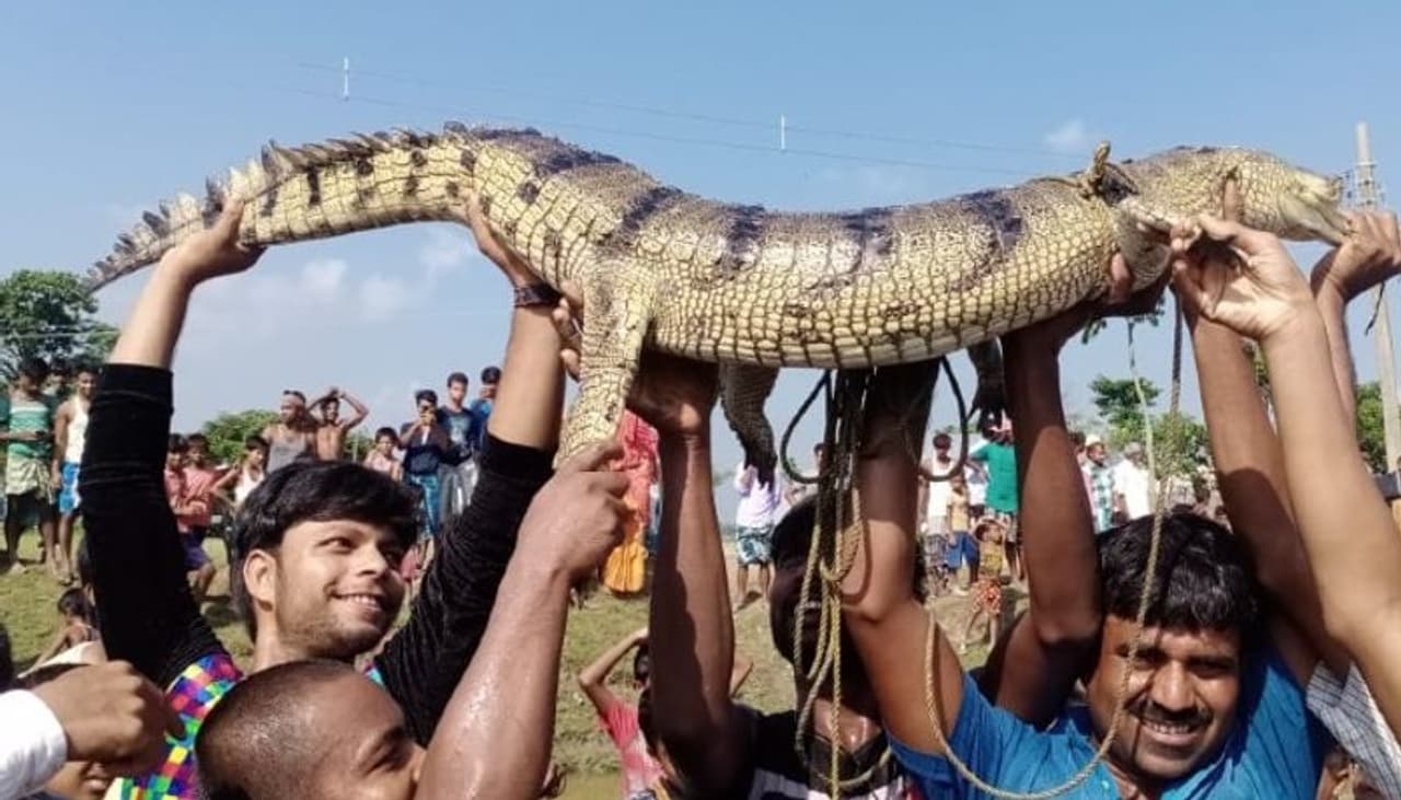 <p> Exhilaration spread among people in Raiganj of North Dinajpur after rescuing a gharial from a river. Crowds of enthusiastic people flocked to the area as soon as they heard the news. The locals handed over the gharial to the forest department.<br /> </p> <p> Exhilaration spread among people in Raiganj of North Dinajpur after rescuing a gharial from a river. Crowds of enthusiastic people flocked to the area as soon as they heard the news. The locals handed over the gharial to the forest department.<br /> </p>