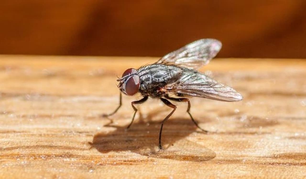 Get rid of houseflies in tamil