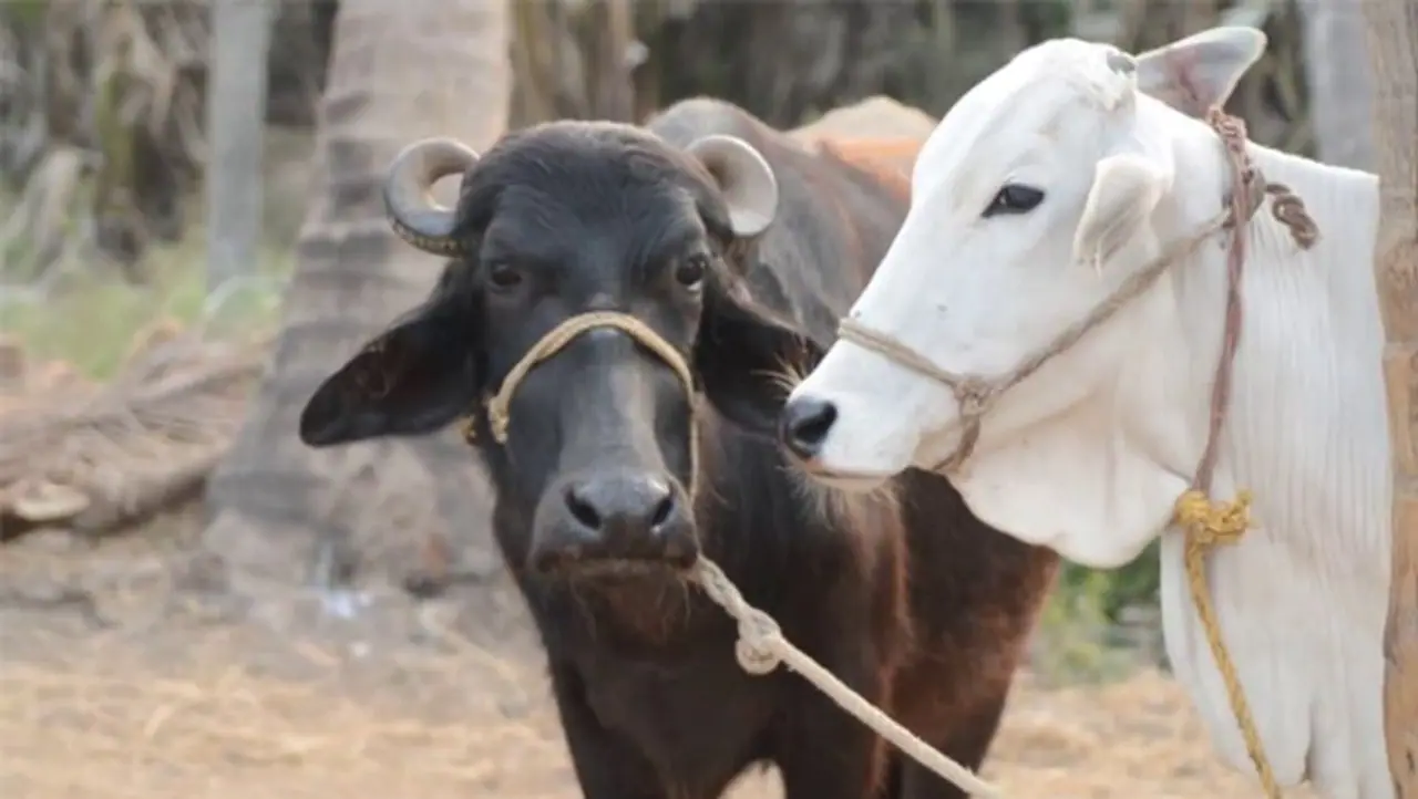 SBI Pashupalan Yojana 2024