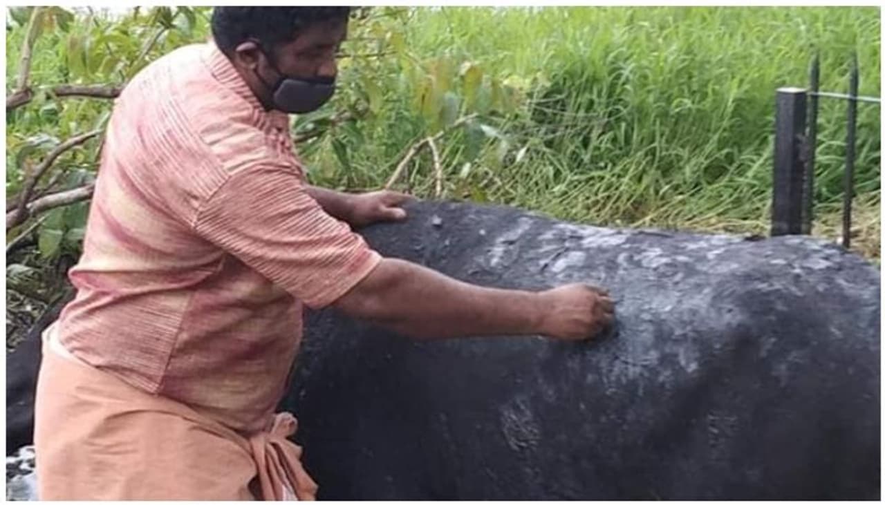 <p>ഒന്‍പത് മാസം ഗര്‍ഭിണിയായ എരുമയുടെ ശരീരത്ത് കണ്ട പുല്ലും &nbsp;ചെടിയും നീക്കം ചെയ്യാനെത്തിയ ഉടമസ്ഥന്‍ കണ്ടത് അജ്ഞാതരുടെ ക്രൂരത. കോട്ടയം കുമരകത്താണ് മനസാക്ഷിയെ ഞെട്ടിക്കുന്ന ക്രൂരത ഗര്‍ഭിണിയായ മിണ്ടാപ്രാണിയോട് അജ്ഞാതര്‍ ചെയ്തത്.&nbsp;</p>