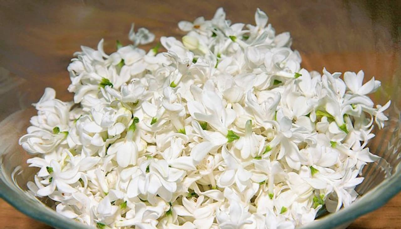 <p>Jasmines are very popular for their intense fragrance. They have been traditionally used for scenting tea. You can also use them in, sweet dishes. But be careful while picking these flowers as only the species Jasminum sambac can be eaten and all other Jasmine types are poisonous.</p> <p>Jasmines are very popular for their intense fragrance. They have been traditionally used for scenting tea. You can also use them in, sweet dishes. But be careful while picking these flowers as only the species Jasminum sambac can be eaten and all other Jasmine types are poisonous.</p>