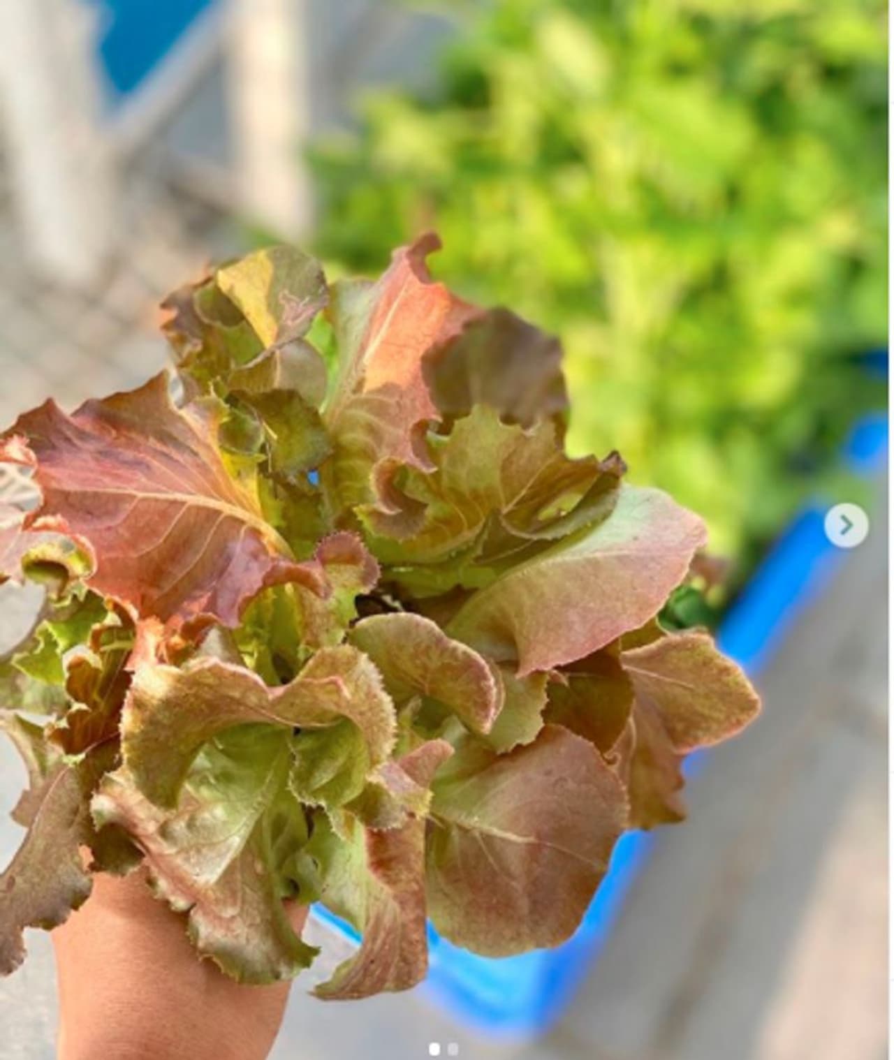 <p>ಟೆರೇಸ್‌ ಮೇಲೆ ತರಕಾರಿ ಬೆಳೆಸಿ ಅದನ್ನೇ ಬಳಸುತ್ತಿದ್ದಾರೆ ನಟಿ ಸಮಂತಾ.</p>