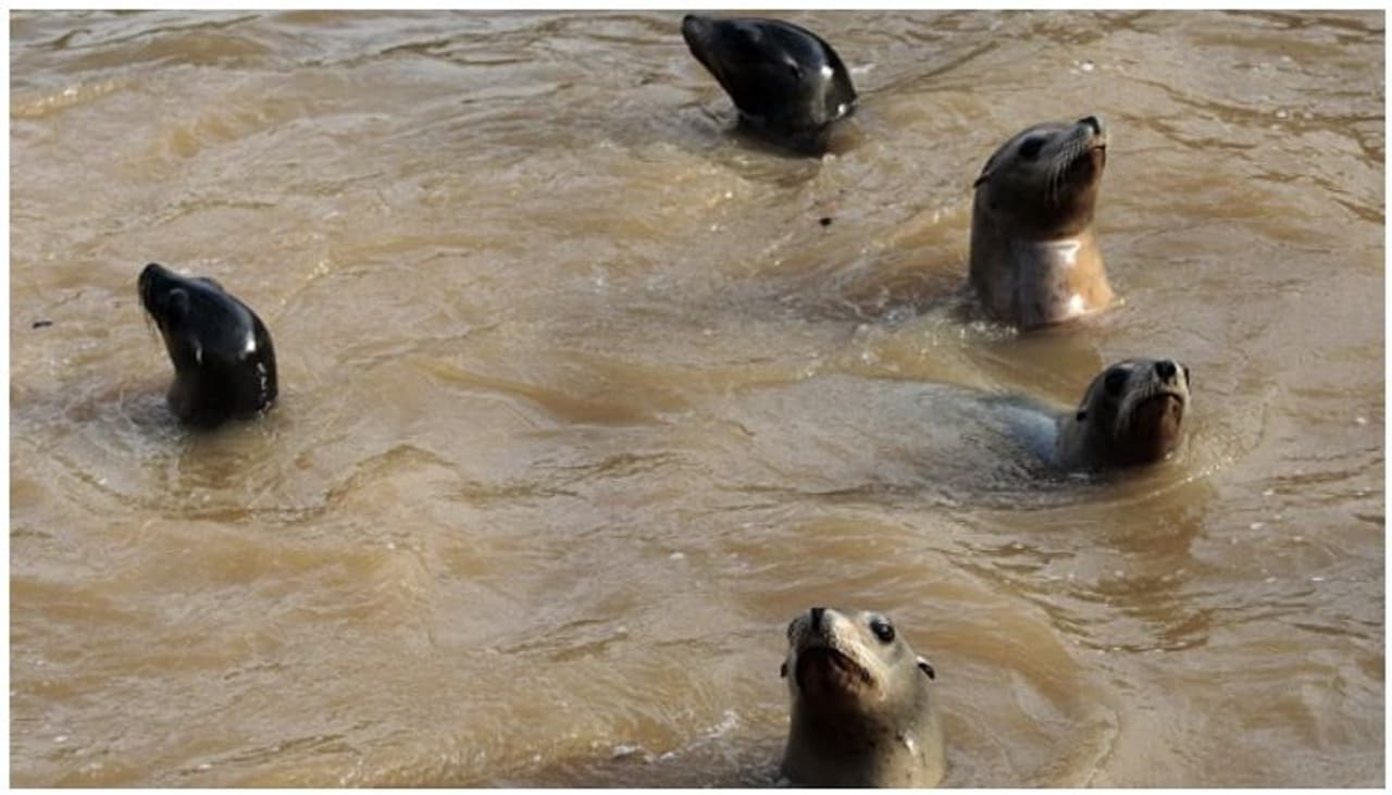 <p>കോളനികളായി പാര്ക്കുന്ന ജീവി വിഭാഗത്തില്പ്പെട്ട സീലുകള്ക്കിടയിലാണ് ഈ നിറവ്യത്യാസം സാരമായാണ് ബാധിച്ചിട്ടുള്ളത്. മറ്റ് സീലുകള് ഒഴിവാക്കിയതിനാല് കോളനികളില് ഏകനായി അലയുന്ന ഈ സീലിനെ സൈബീരിയയിലെ സീ ഓഫ് ഓഖ്ഹോസ്റ്റ് ഗവേഷകരാണ് കണ്ടെത്തിയത്. <br />ചിത്രത്തിന് കടപ്പാട്; Anatoly Starkhov, Getty Images, Vladdimir Burkanov </p> <p>കോളനികളായി പാര്ക്കുന്ന ജീവി വിഭാഗത്തില്പ്പെട്ട സീലുകള്ക്കിടയിലാണ് ഈ നിറവ്യത്യാസം സാരമായാണ് ബാധിച്ചിട്ടുള്ളത്. മറ്റ് സീലുകള് ഒഴിവാക്കിയതിനാല് കോളനികളില് ഏകനായി അലയുന്ന ഈ സീലിനെ സൈബീരിയയിലെ സീ ഓഫ് ഓഖ്ഹോസ്റ്റ് ഗവേഷകരാണ് കണ്ടെത്തിയത്. <br />ചിത്രത്തിന് കടപ്പാട്; Anatoly Starkhov, Getty Images, Vladdimir Burkanov </p>