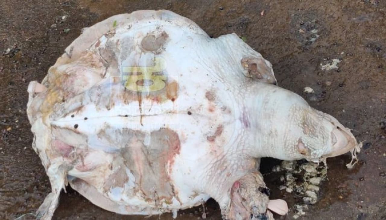 <p>ಅಳಿವಿನಂಚಿನಲ್ಲಿರುವ ಫೆಸಿಫಿಕ್ ರಿಟ್ಲೆ ಪ್ರಬೇಧದ ಕಡಲಾಮೆ ಪತ್ತೆಯಾಗಿದೆ.&nbsp;ಅಳಿವಿನಂಚಿನಲ್ಲಿರುವ ಫೆಸಿಫಿಕ್ ರಿಟ್ಲೆ ಪ್ರಬೇಧದ ಕಡಲಾಮೆಯೊಂದು ಮೀನುಗಾರರು ಬೀಸಿದ ಬಲೆಗೆ ಸಿಲುಕಿ ಮೃತಪಟ್ಟಿದೆ&nbsp;&nbsp;ಕಾರವಾರದ ಕೋಡಿಭಾಗ್ ಬ್ರಿಡ್ಜ್ ಬಳಿ ಇದರ ಕಳೆಬರಹ ಪತ್ತೆಯಾಗಿದೆ.</p>