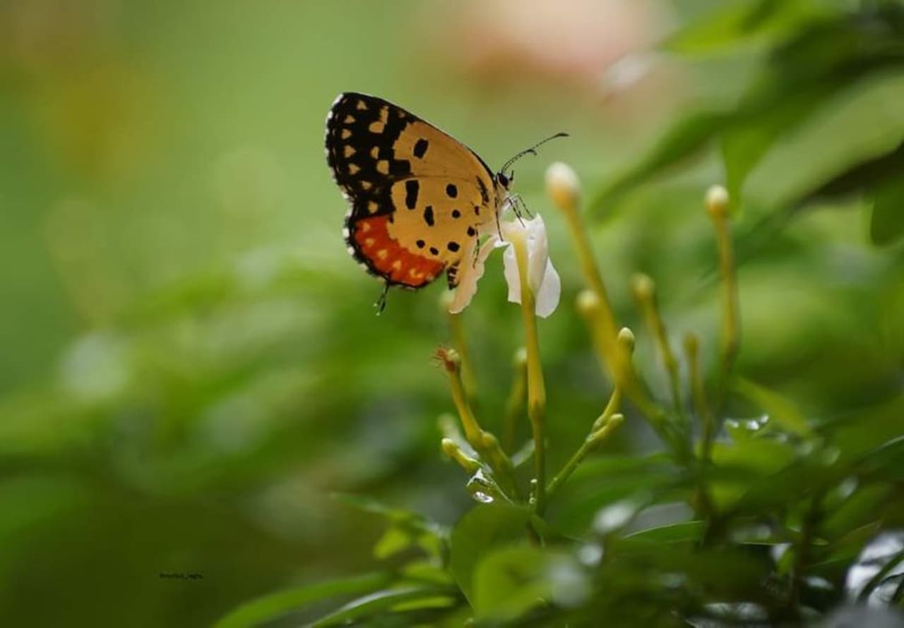 <p>ಆಬಾಲವೃದ್ಧರನ್ನು ಆಕರ್ಷಿಸುವ ಚಿಟ್ಟೆಗಳಿಗಿನ್ನು ರಾಷ್ಟ್ರೀಯ ಮಾನ್ಯತೆ ದೊರಕಿಸಿಕೊಡುವ ಪ್ರಕ್ರಿಯೆ ಜಾರಿಯಲ್ಲಿದ್ದು, ಶೀಘ್ರದಲ್ಲೇ ರಾಷ್ಟ್ರೀಯ ಚಿಟ್ಟೆ ನಾಮಾಂಕಿತಗೊಳ್ಳಲಿದೆ.</p>