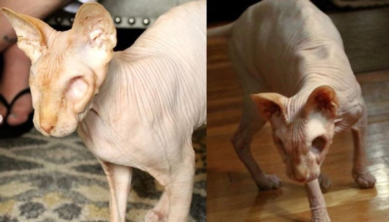 <p>&nbsp;</p><p>സുഹൃത്തുക്കളായിരുന്നു കെല്ലിക്ക് ജാസ്പറിനെ സമ്മാനിച്ചത്. അന്ന് പക്ഷേ അവന് തിളക്കമുള്ള രണ്ട് കണ്ണുകളുണ്ടായിരുന്നു. എന്നാല്‍ 2013 ആയതോടെ ജാസ്പറിന്റെ ഇടതുകണ്ണിന് മാരകമായ രോഗബാധയുണ്ടാവുകയും അത് നീക്കം ചെയ്യുകയല്ലാതെ മറ്റ് മാര്‍ഗങ്ങളില്ലെന്നും ഡോക്ടര്‍മാര്‍ പറഞ്ഞു.<br />&nbsp;</p><p>&nbsp;</p>