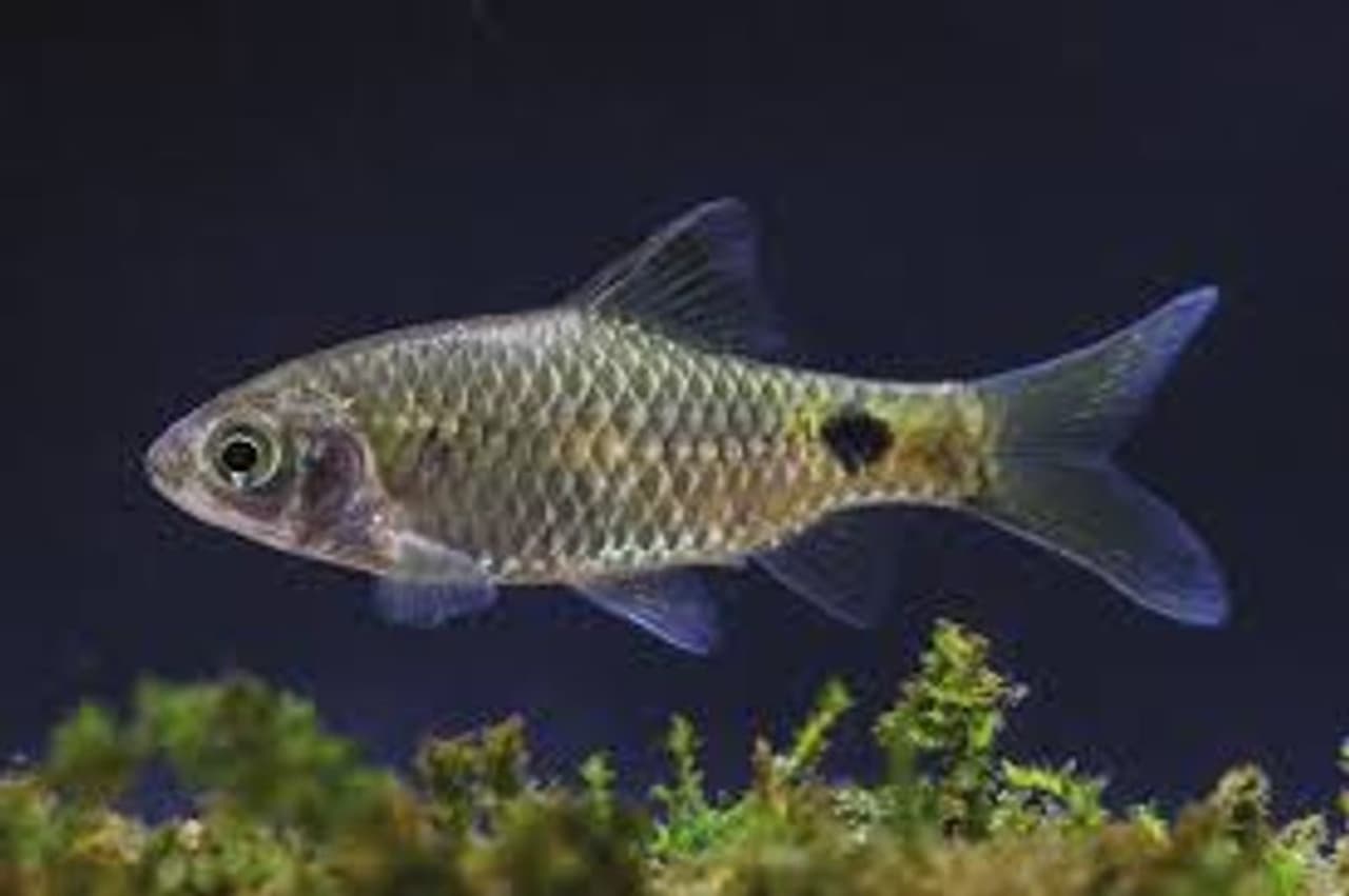 <p>ഐ.യു.സി.എന്നിന്‍റെ (IUCN)&nbsp;<strong>റെഡ് ഡാറ്റാ ബുക്ക്</strong> പ്രകാരം, ഇന്ത്യയിലെ 47 ജീവിവർഗ്ഗങ്ങൾ ഗുരുതരമായ വംശനാശത്തിന്‍റെ വക്കിലാണ് (5 സെപ്റ്റംബർ 2011—ലെ കണക്കുപ്രകാരം). '<strong>റിയൊ +20</strong>' ഭൗമ ഉച്ചകോടിയിൽ അവതരിപ്പിച്ച ചുവപ്പുപട്ടിക പ്രകാരം ഇന്ത്യയിൽ 132 സസ്യ ജീവിവർഗ്ഗങ്ങൾ വംശനാശത്തിന്‍റെ വക്കിലാണ്.&nbsp;</p>