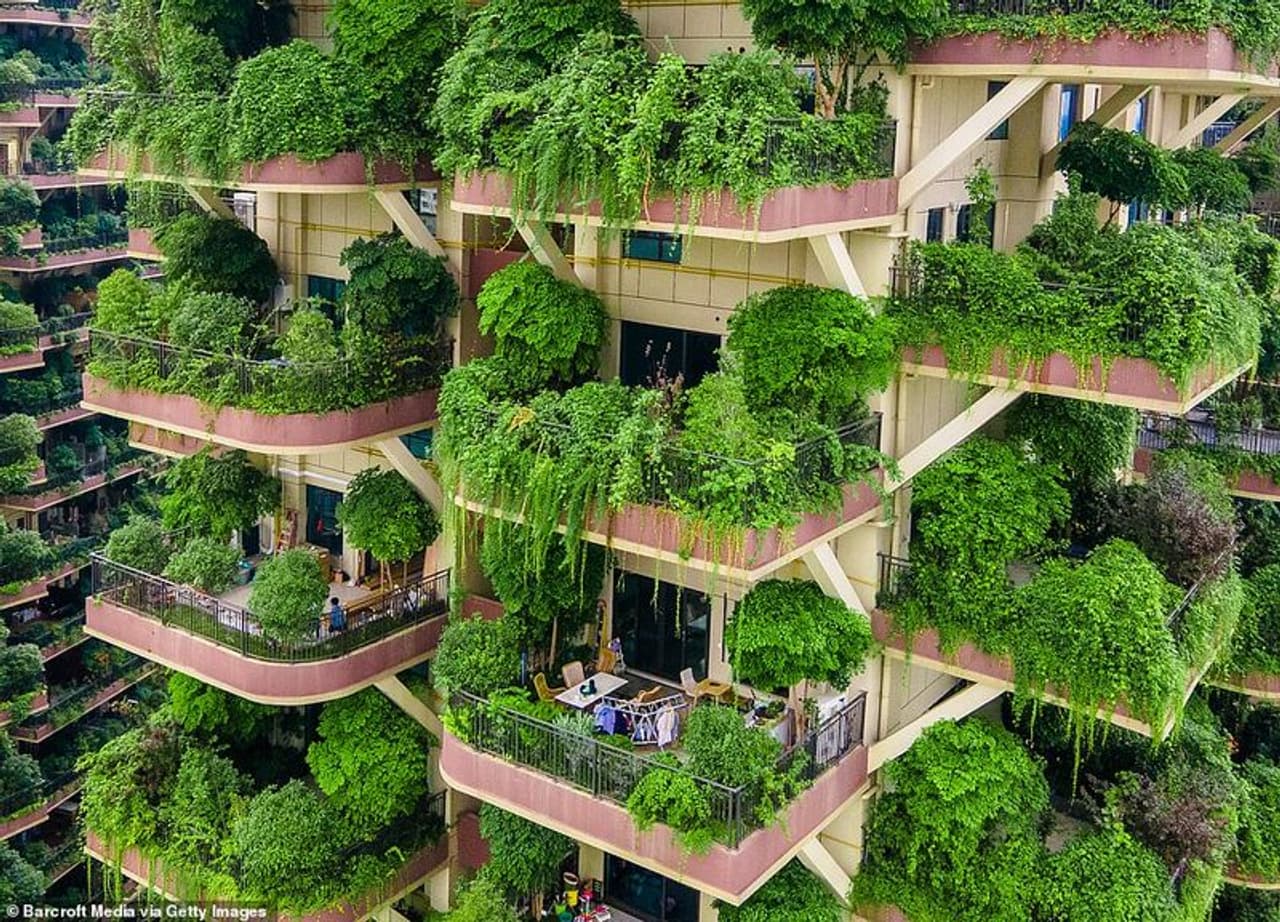 <p>വീട് വയ്ക്കുമ്പോഴും ഓഫീസ് പണികഴിപ്പിക്കുമ്പോഴുമെല്ലാം ചെടികള്ക്ക് നേരത്തേതില് നിന്നും വ്യത്യസ്തമായി പ്രാധാന്യം കൂടിയിട്ടുണ്ട്. ഇന്ഡോര് പ്ലാന്റുകളും മറ്റും വീട്ടിലെത്തിക്കാനും അത് പരിചരിക്കാനുമെല്ലാം താല്പര്യം കൂടുതലാണിന്ന്. എന്നാല്, അത്തരമൊരു പരീക്ഷണത്തിന് മുതിരുമ്പോള് കൃത്യമായി അത് പരിചരിക്കാനും വേണ്ടവിധം വെട്ടിയൊതുക്കാനുമെല്ലാം തയ്യാറാവണം അല്ലേ? ഏതായാലും അത്തരമൊരു പരീക്ഷണം നടത്തി അതാകെ അബദ്ധമായിപ്പോയോ എന്ന ചിന്തയിലാണ് ചൈനയിലെ ഈ അപാര്ട്മെന്റുകള് പണി കഴിപ്പിച്ചവരും വാങ്ങിയവരും. </p> <p>വീട് വയ്ക്കുമ്പോഴും ഓഫീസ് പണികഴിപ്പിക്കുമ്പോഴുമെല്ലാം ചെടികള്ക്ക് നേരത്തേതില് നിന്നും വ്യത്യസ്തമായി പ്രാധാന്യം കൂടിയിട്ടുണ്ട്. ഇന്ഡോര് പ്ലാന്റുകളും മറ്റും വീട്ടിലെത്തിക്കാനും അത് പരിചരിക്കാനുമെല്ലാം താല്പര്യം കൂടുതലാണിന്ന്. എന്നാല്, അത്തരമൊരു പരീക്ഷണത്തിന് മുതിരുമ്പോള് കൃത്യമായി അത് പരിചരിക്കാനും വേണ്ടവിധം വെട്ടിയൊതുക്കാനുമെല്ലാം തയ്യാറാവണം അല്ലേ? ഏതായാലും അത്തരമൊരു പരീക്ഷണം നടത്തി അതാകെ അബദ്ധമായിപ്പോയോ എന്ന ചിന്തയിലാണ് ചൈനയിലെ ഈ അപാര്ട്മെന്റുകള് പണി കഴിപ്പിച്ചവരും വാങ്ങിയവരും. </p>