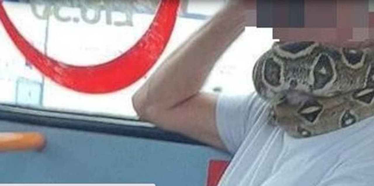 <p>കൊവിഡ് പ്രതിരോധത്തിനായി ധരിക്കുന്ന മാസ്കിന് പകരം ജീവനുള്ള പാമ്പിനെ ധരിച്ച് ബസില് കയറി യുവാവ്. ബ്രിട്ടനിലാണ് സംഭവം. സ്വിന്ടനില് നിന്ന് മാഞ്ചസ്റ്ററിലേക്ക് പുറപ്പെട്ട ബസിലാണ് യുവാവ് പാമ്പിനെ മുഖത്ത് ചുറ്റി സാല്ഫോര്ഡില്നിന്ന് ബസില് കയറിയത്. </p> <p>കൊവിഡ് പ്രതിരോധത്തിനായി ധരിക്കുന്ന മാസ്കിന് പകരം ജീവനുള്ള പാമ്പിനെ ധരിച്ച് ബസില് കയറി യുവാവ്. ബ്രിട്ടനിലാണ് സംഭവം. സ്വിന്ടനില് നിന്ന് മാഞ്ചസ്റ്ററിലേക്ക് പുറപ്പെട്ട ബസിലാണ് യുവാവ് പാമ്പിനെ മുഖത്ത് ചുറ്റി സാല്ഫോര്ഡില്നിന്ന് ബസില് കയറിയത്. </p>