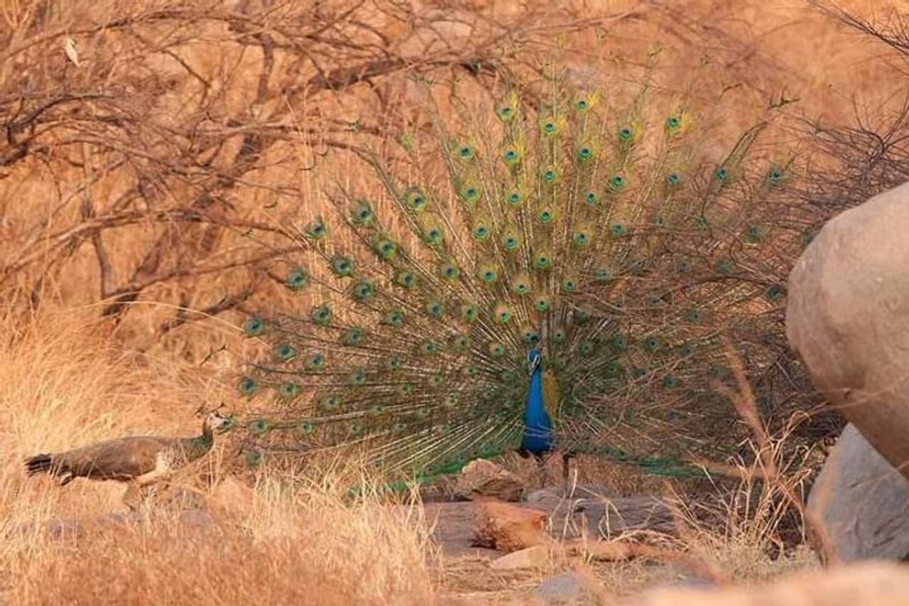 <p>ವಿಜಯನಗರ ಸಾಮ್ರಾಜ್ಯದ ಪ್ರದೇಶದ ವ್ಯಾಪ್ತಿಯಲ್ಲಿ ಸುಮಾರು ಒಂದು ಸಾವಿರ ಎಕರೆ ಅರಣ್ಯ ಪ್ರದೇಶವಿದ್ದು, ಆನೆಗೊಂದಿ, ಮಲ್ಲಾಪುರ, ರಾಂಪುರ, ಕಡೇಬಾಗಿಲು, ಸಣ್ಣಾಪುರ, ತಿರುಮಲಾಪುರ ಥೆಂಬಾ, ಲಕ್ಷ್ಮೀಪುರ ಗ್ರಾಮಗಳ ಗುಡ್ಡ ಗಾಡು ಪ್ರದೇಶದಲ್ಲಿ ಪ್ರಾಣಿಗಳು ವಾಸವಾಗಿವೆ. ಈಗಾಗಲೇ ಈ ಪ್ರದೇಶದಲ್ಲಿ ಅರಣ್ಯ ಇಲಾಖೆಯವರು ಪ್ರಾಣಿಗಳ ರಕ್ಷಣೆಗೆ ಮುಂದಾಗಿದ್ದರೆ, ಕಲ್ಲು ಗಣಿಗಾರಿಕೆಗೆ ಮದ್ದುಗಳನ್ನು ಸ್ಫೋಟಿ​ಸು​ತ್ತಿ​ರು​ವು​ದ​ರಿಂದ ಪ್ರಾಣಿ​ಗ​ಳಿಗೆ ಜೀವಭಯ ಕಾಡು​ತ್ತಿ​ದೆ.</p>