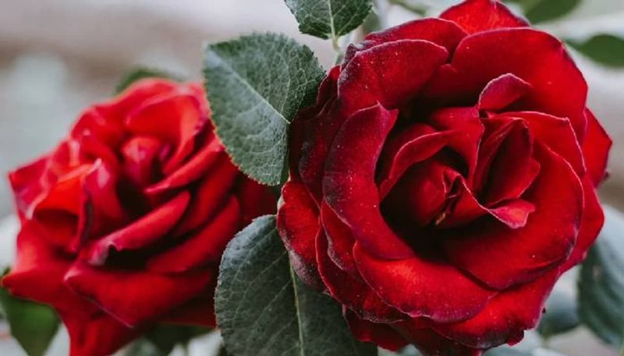 <p><strong>ಪೋಷಕಾಂಶಗಳಿಂದ ಸಮೃದ್ಧವಾಗಿದೆ</strong><br />ಗುಲಾಬಿ ದಳಗಳು 80 ರಿಂದ 95% ನೀರಿನ ಅಂಶವನ್ನು ಹೊಂದಿರುತ್ತವೆ. ಇದು ವಿಟಮಿನ್ ಬಿ, ವಿಟಮಿನ್ ಇ, ಮತ್ತು ವಿಟಮಿನ್ ಕೆ, ಕ್ಯಾರೋಟಿನ್, ಕ್ಯಾಲ್ಸಿಯಂ, ಮೆಗ್ನೀಸಿಯಮ್ ಮತ್ತು ತಾಮ್ರದ ಉತ್ತಮ ಮೂಲ. ಗುಲಾಬಿ ದಳಗಳು ಫೀನಾಲ್ ಮತ್ತು ಫ್ಲೇವನಾಯ್ಡ್ಗಳಂಥ ಉತ್ಕರ್ಷಣ ನಿರೋಧಕಗಳಲ್ಲಿ ಸಮೃದ್ಧ.</p> <p><strong>ಪೋಷಕಾಂಶಗಳಿಂದ ಸಮೃದ್ಧವಾಗಿದೆ</strong><br />ಗುಲಾಬಿ ದಳಗಳು 80 ರಿಂದ 95% ನೀರಿನ ಅಂಶವನ್ನು ಹೊಂದಿರುತ್ತವೆ. ಇದು ವಿಟಮಿನ್ ಬಿ, ವಿಟಮಿನ್ ಇ, ಮತ್ತು ವಿಟಮಿನ್ ಕೆ, ಕ್ಯಾರೋಟಿನ್, ಕ್ಯಾಲ್ಸಿಯಂ, ಮೆಗ್ನೀಸಿಯಮ್ ಮತ್ತು ತಾಮ್ರದ ಉತ್ತಮ ಮೂಲ. ಗುಲಾಬಿ ದಳಗಳು ಫೀನಾಲ್ ಮತ್ತು ಫ್ಲೇವನಾಯ್ಡ್ಗಳಂಥ ಉತ್ಕರ್ಷಣ ನಿರೋಧಕಗಳಲ್ಲಿ ಸಮೃದ್ಧ.</p>